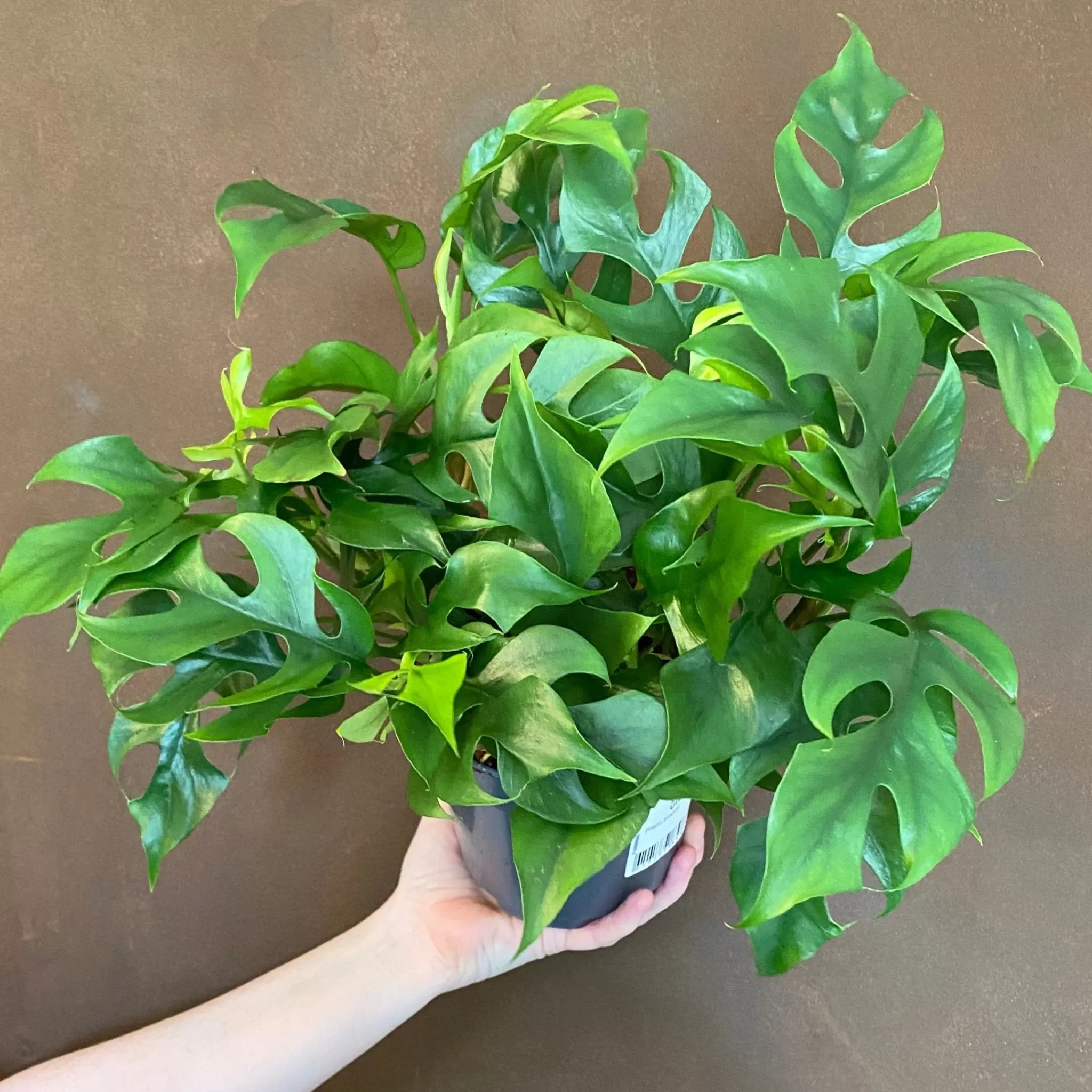 grow urban Rhaphidophora Tetrasperma (14cm Pot)- Monstera