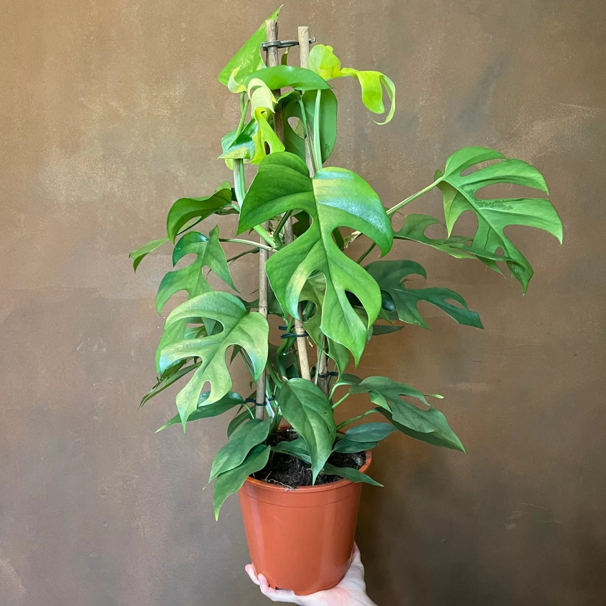 grow urban Rhaphidophora Tetrasperma (19cm Pot)- Monstera