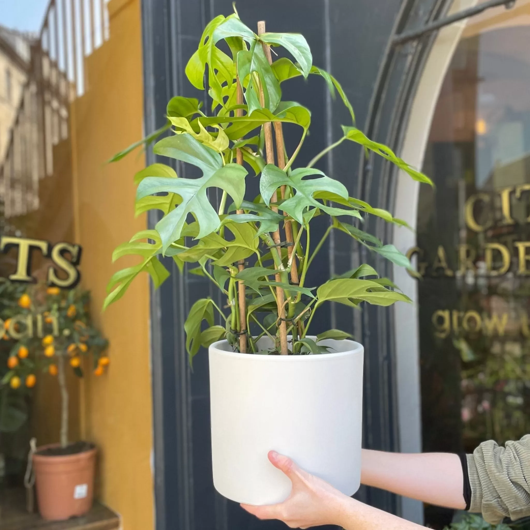 grow urban Rhaphidophora Tetrasperma (19cm Pot)- Monstera