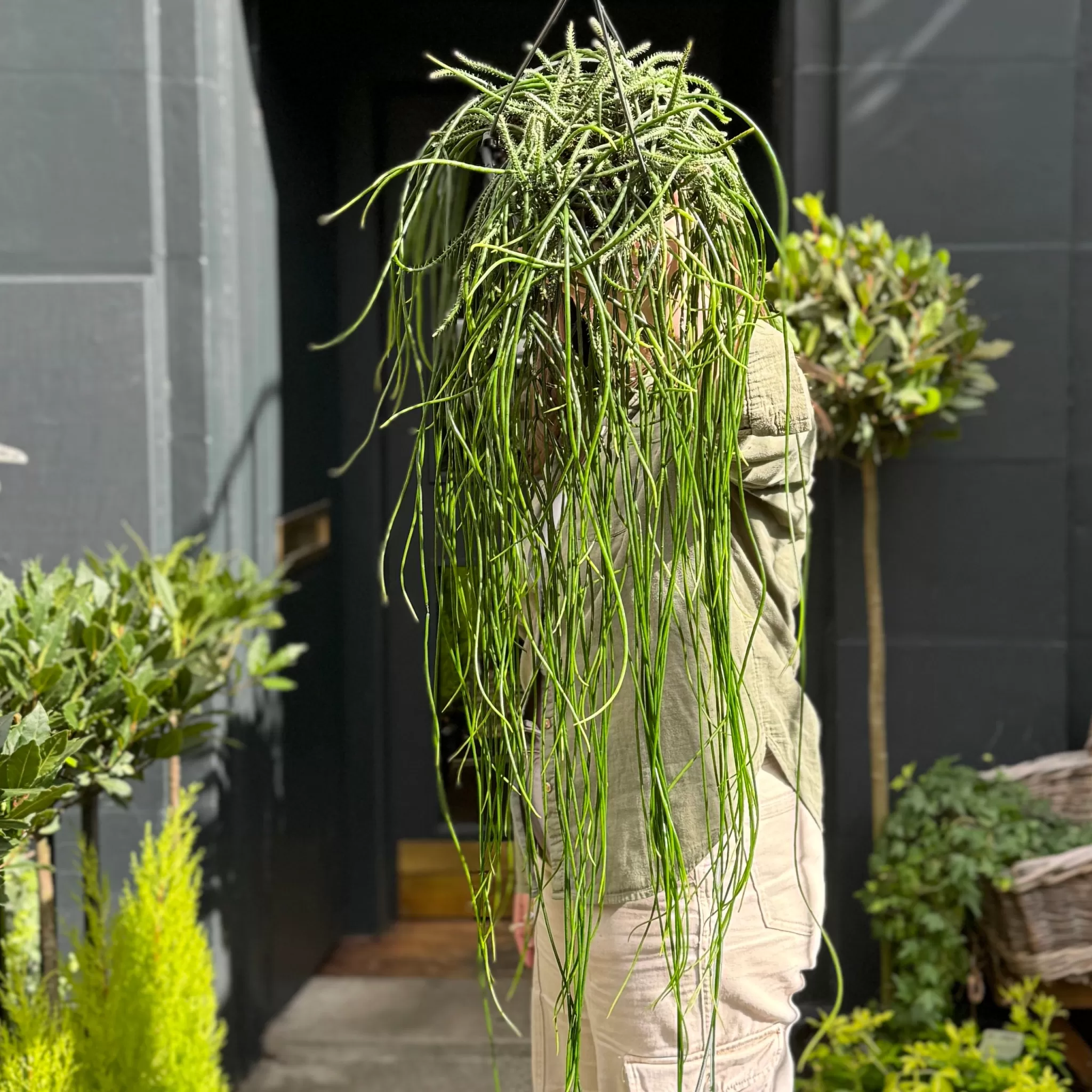 grow urban Rhipsalis Floccosa- Pet Friendly | Trailing & Hanging Plants