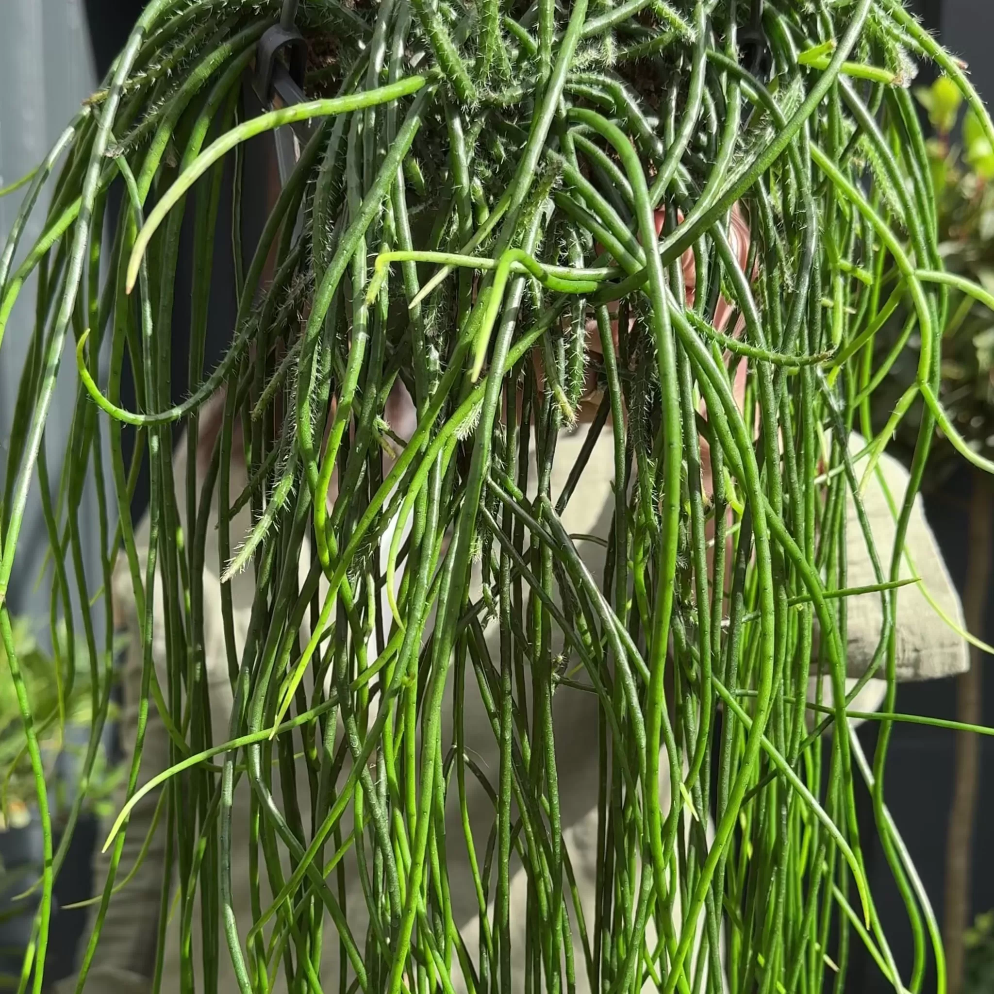 grow urban Rhipsalis Floccosa- Pet Friendly | Trailing & Hanging Plants