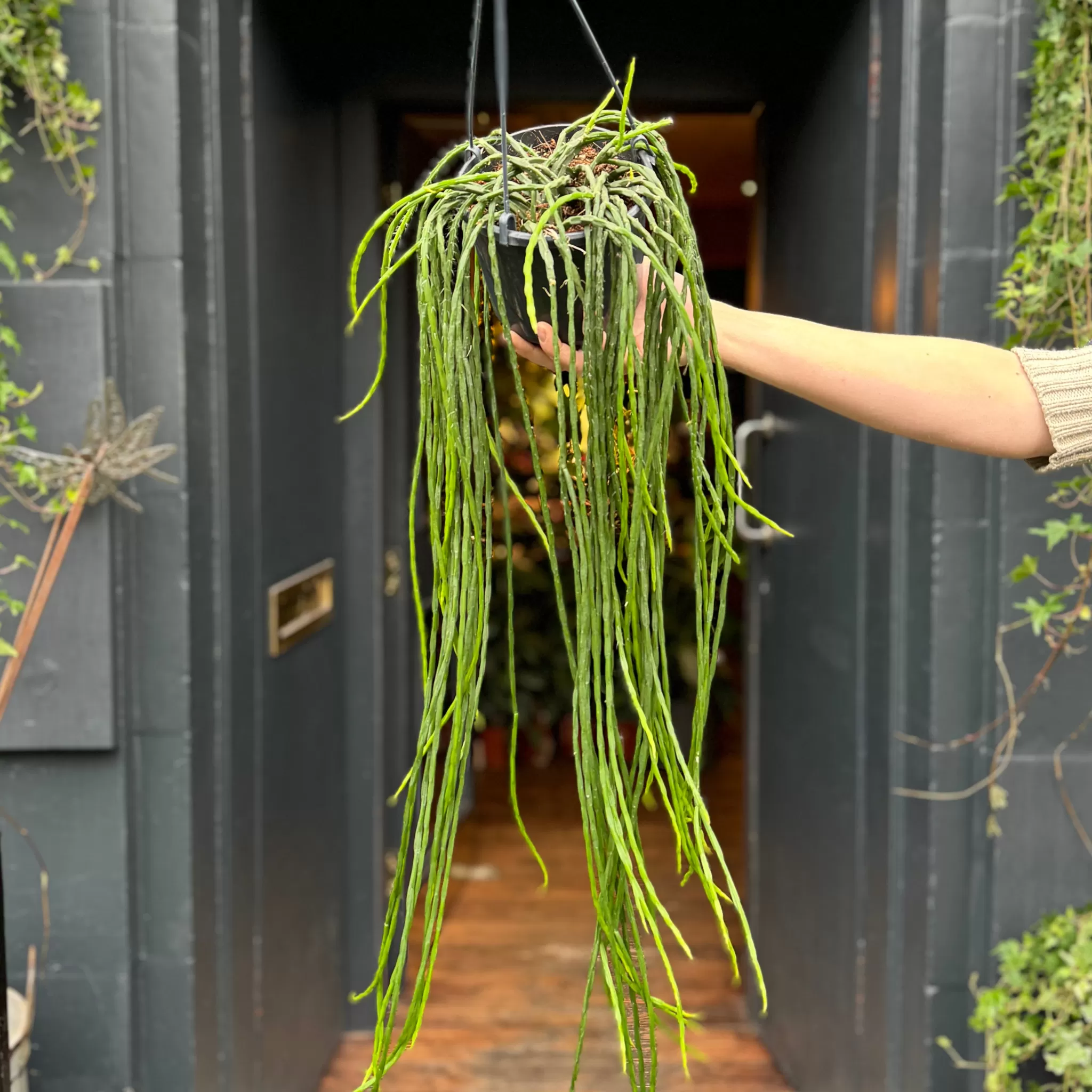 grow urban Rhipsalis Paradoxa- Pet Friendly | Trailing & Hanging Plants