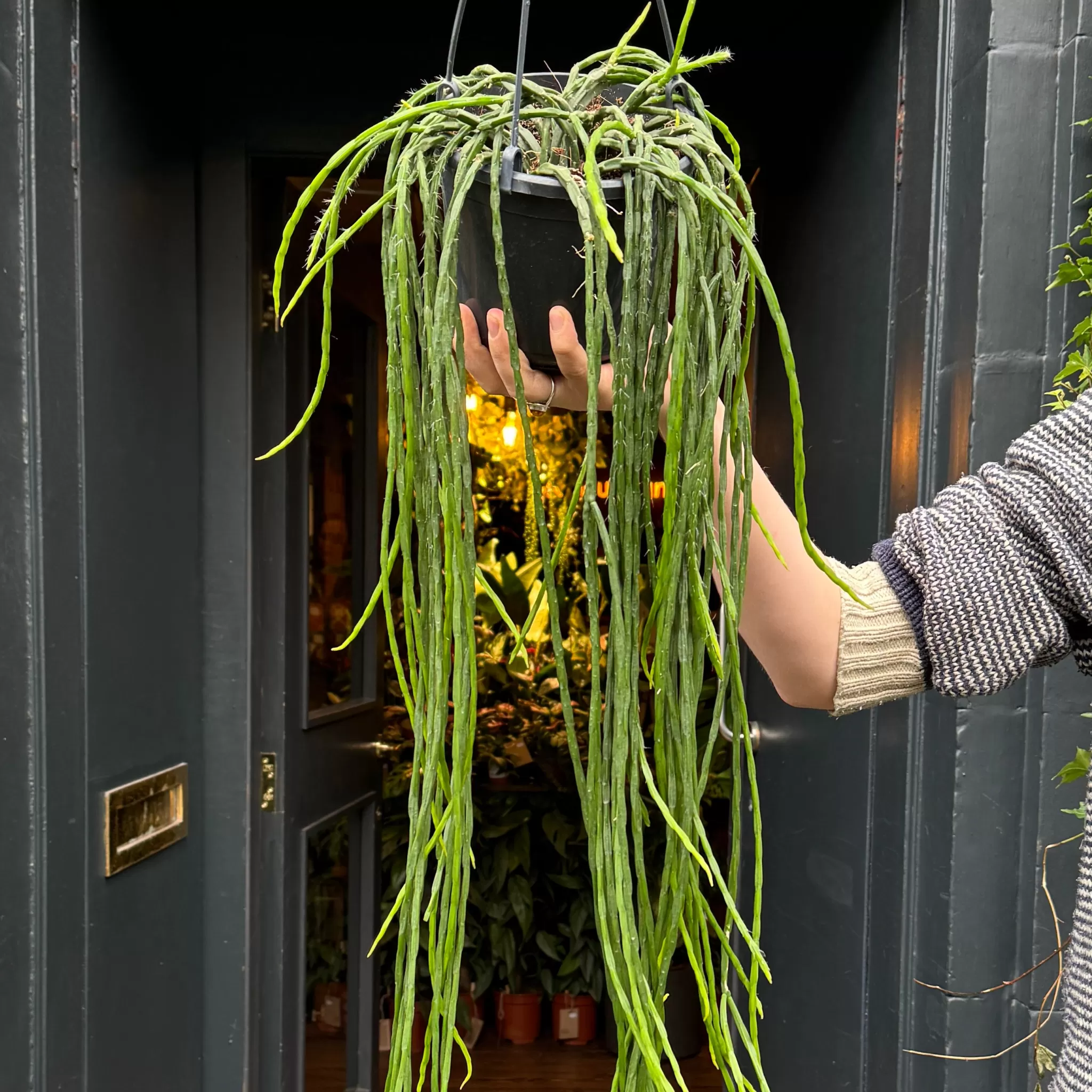 grow urban Rhipsalis Paradoxa- Pet Friendly | Trailing & Hanging Plants