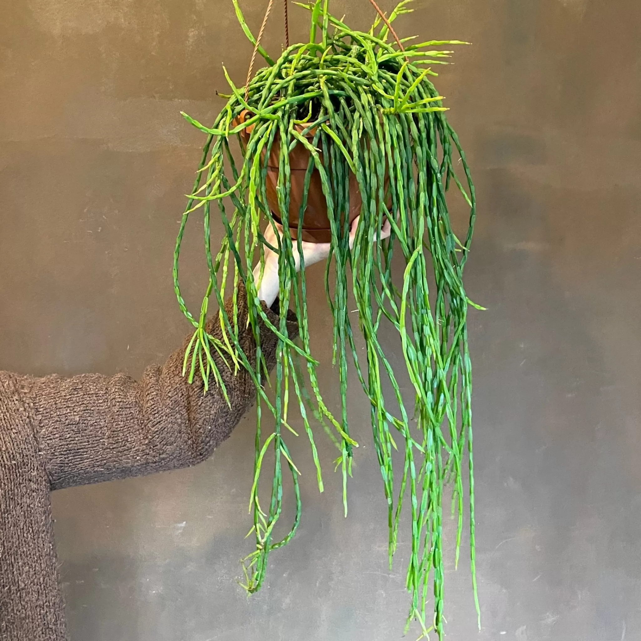 grow urban Rhipsalis Paradoxa Minor- Pet Friendly | Trailing & Hanging Plants