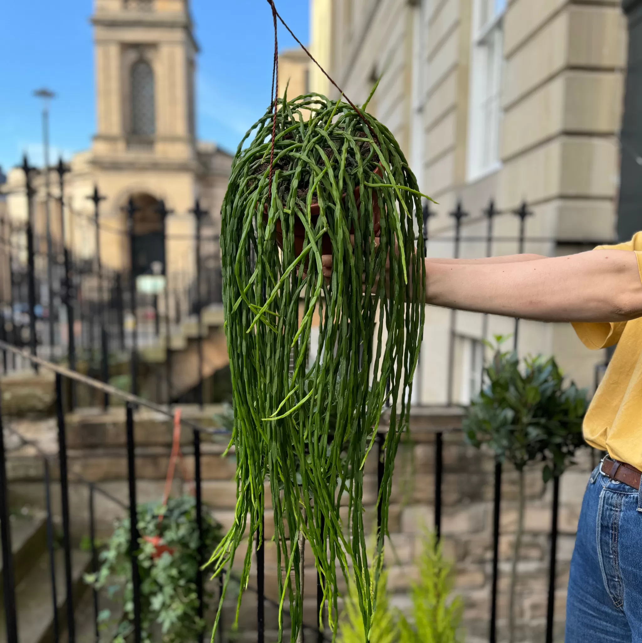 grow urban Rhipsalis Paradoxa Minor- Pet Friendly | Trailing & Hanging Plants