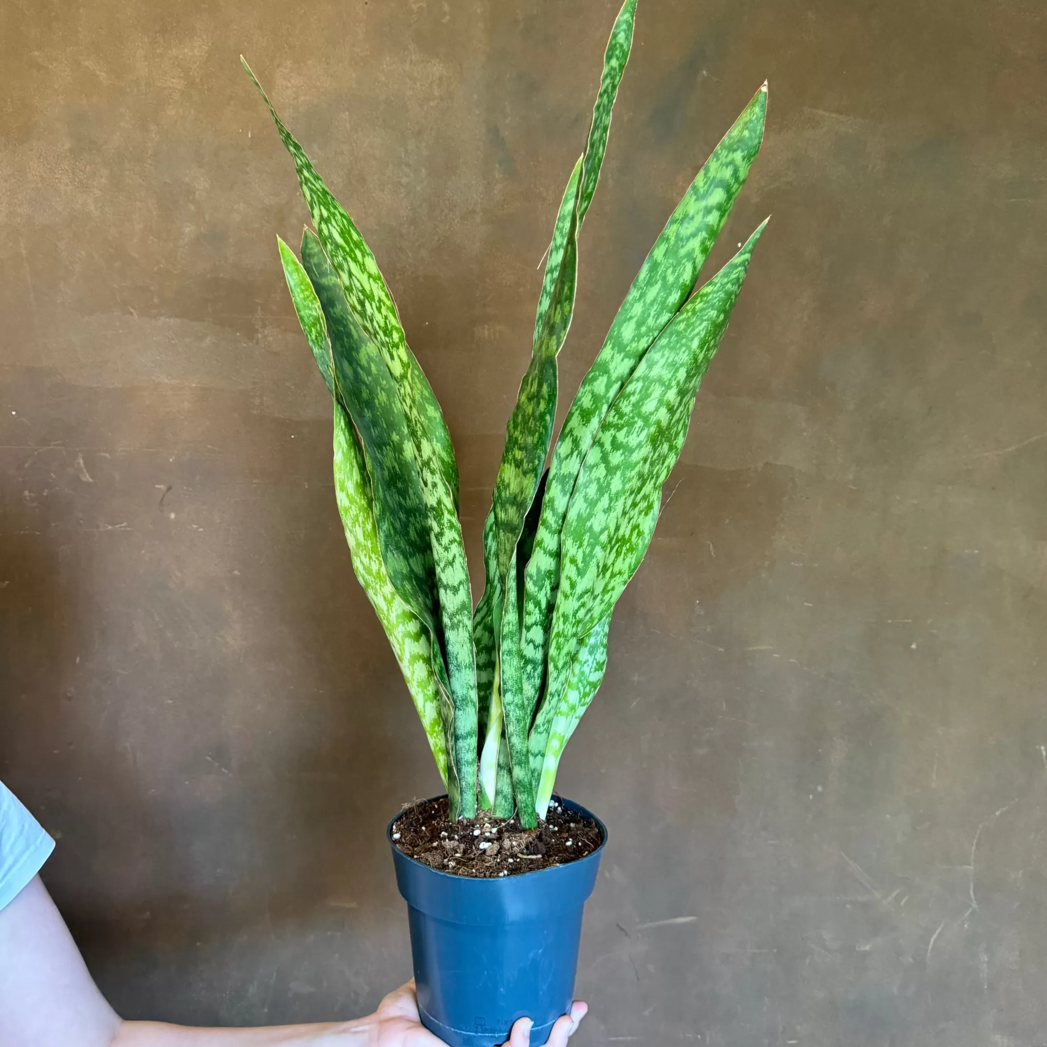 grow urban Sansevieria Aubrytniana ‘Dragon’ (17cm Pot)- Top Air Purifying | Shade Tolerant