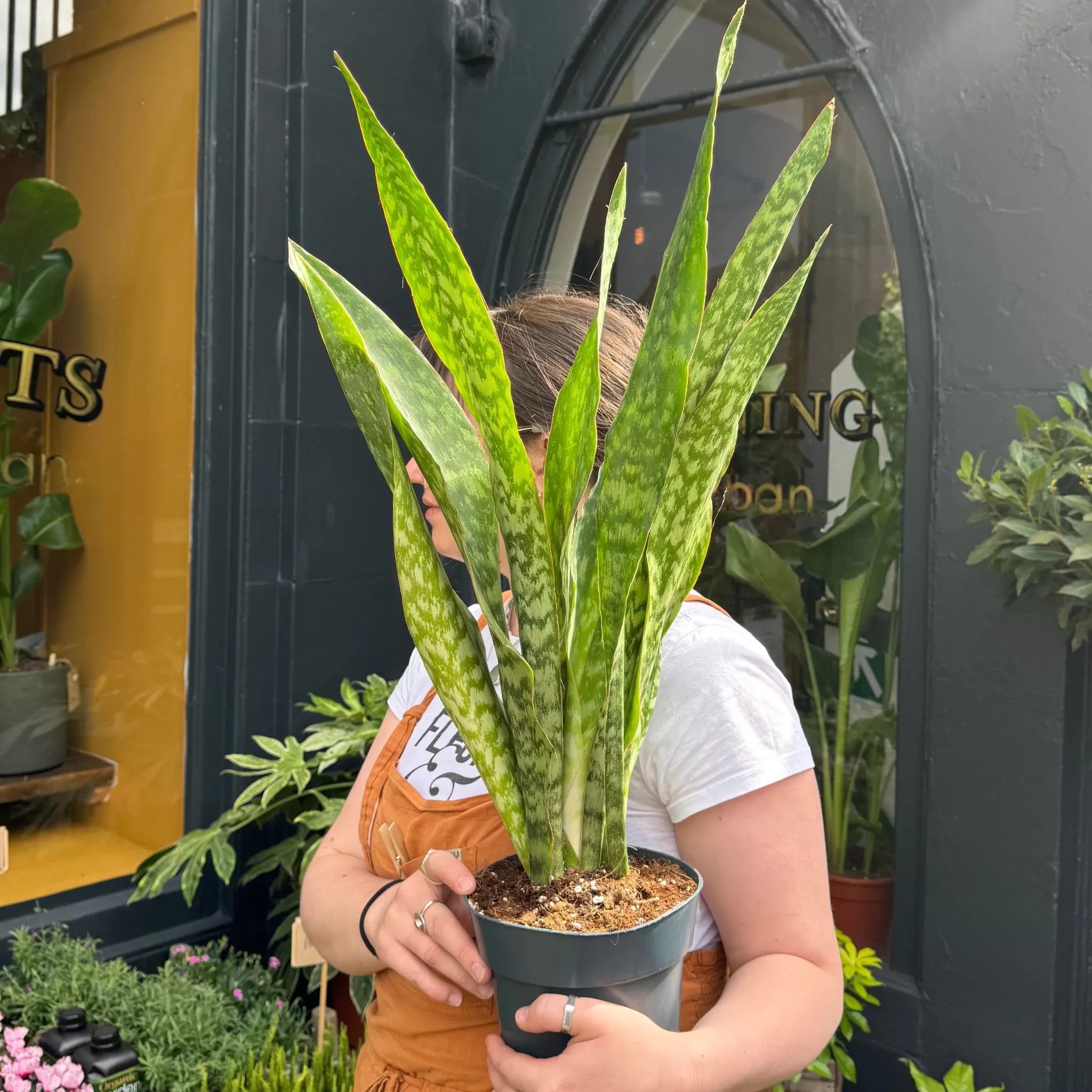 grow urban Sansevieria Aubrytniana ‘Dragon’ (17cm Pot)- Top Air Purifying | Shade Tolerant
