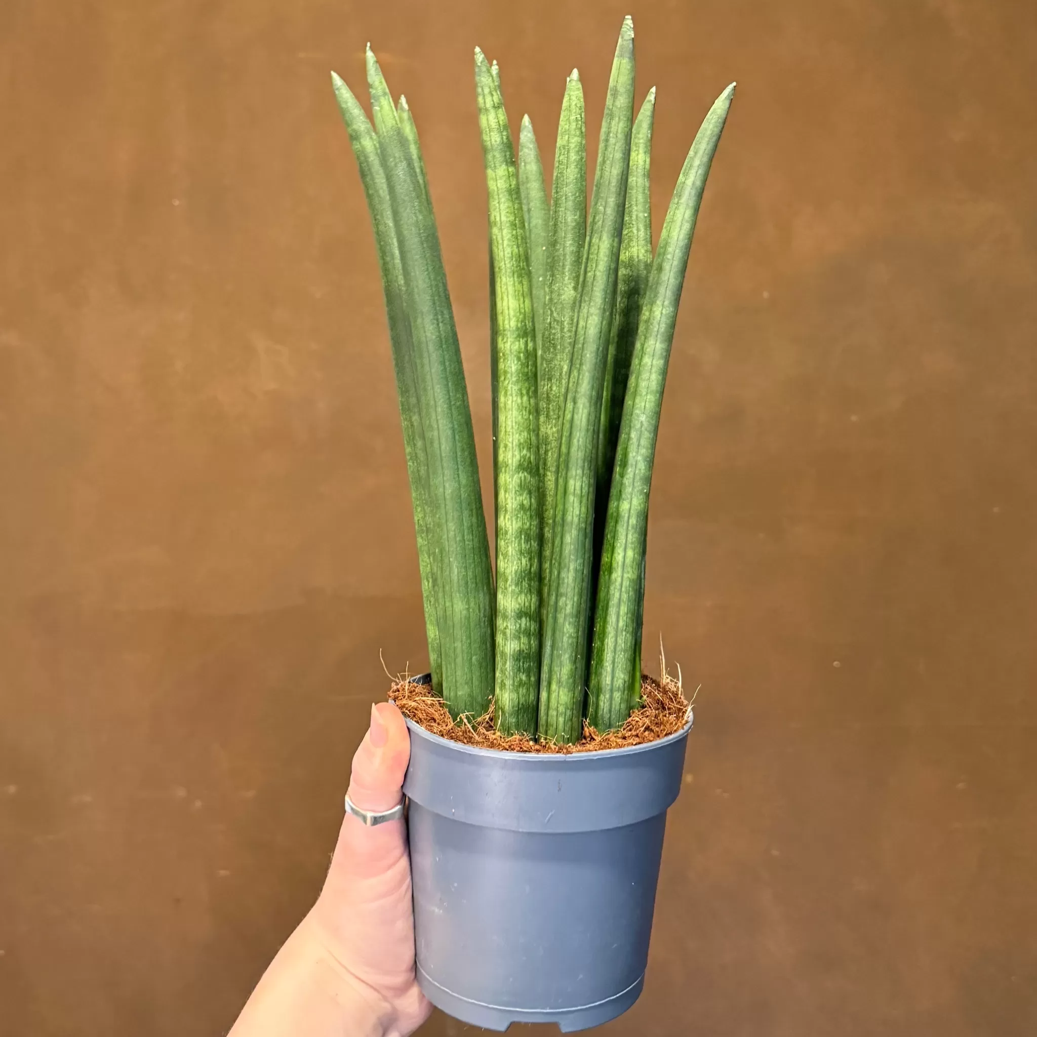 grow urban Sansevieria Cylindrica 'Straight'- Top Air Purifying | Shade Tolerant
