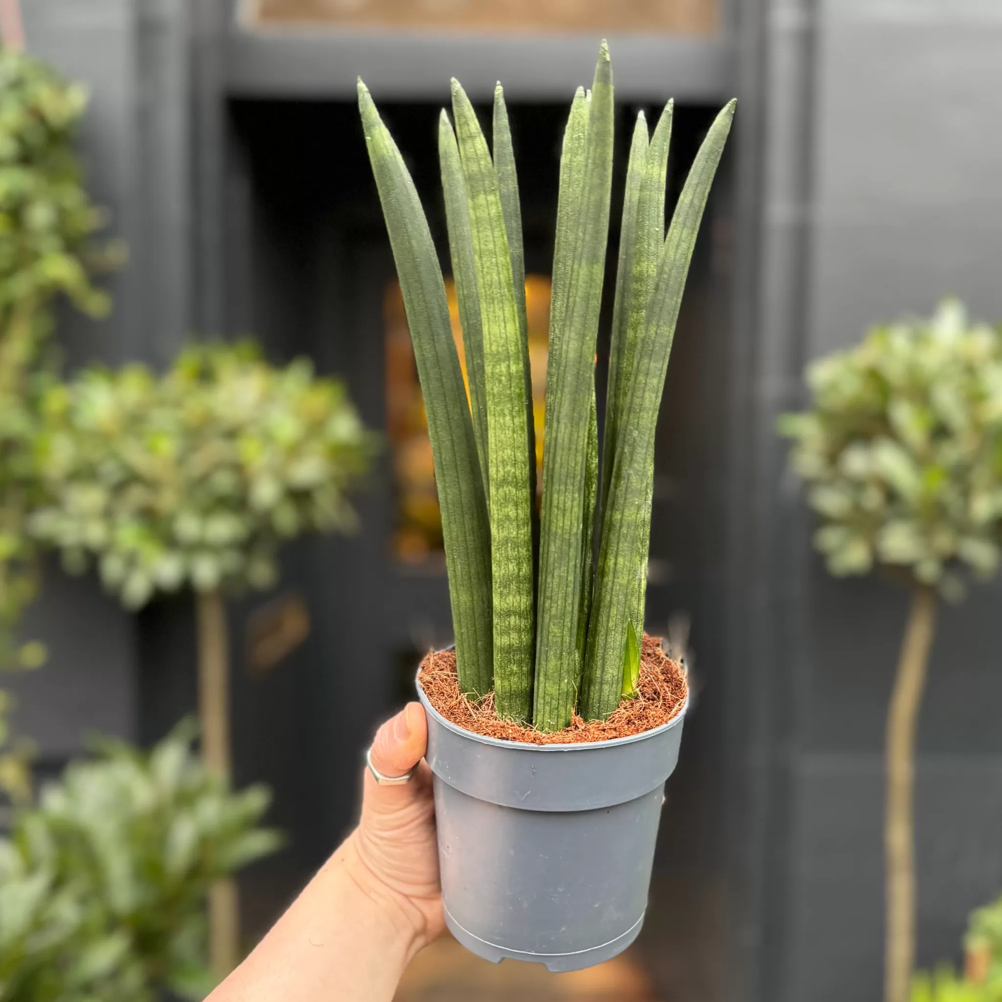 grow urban Sansevieria Cylindrica 'Straight'- Top Air Purifying | Shade Tolerant