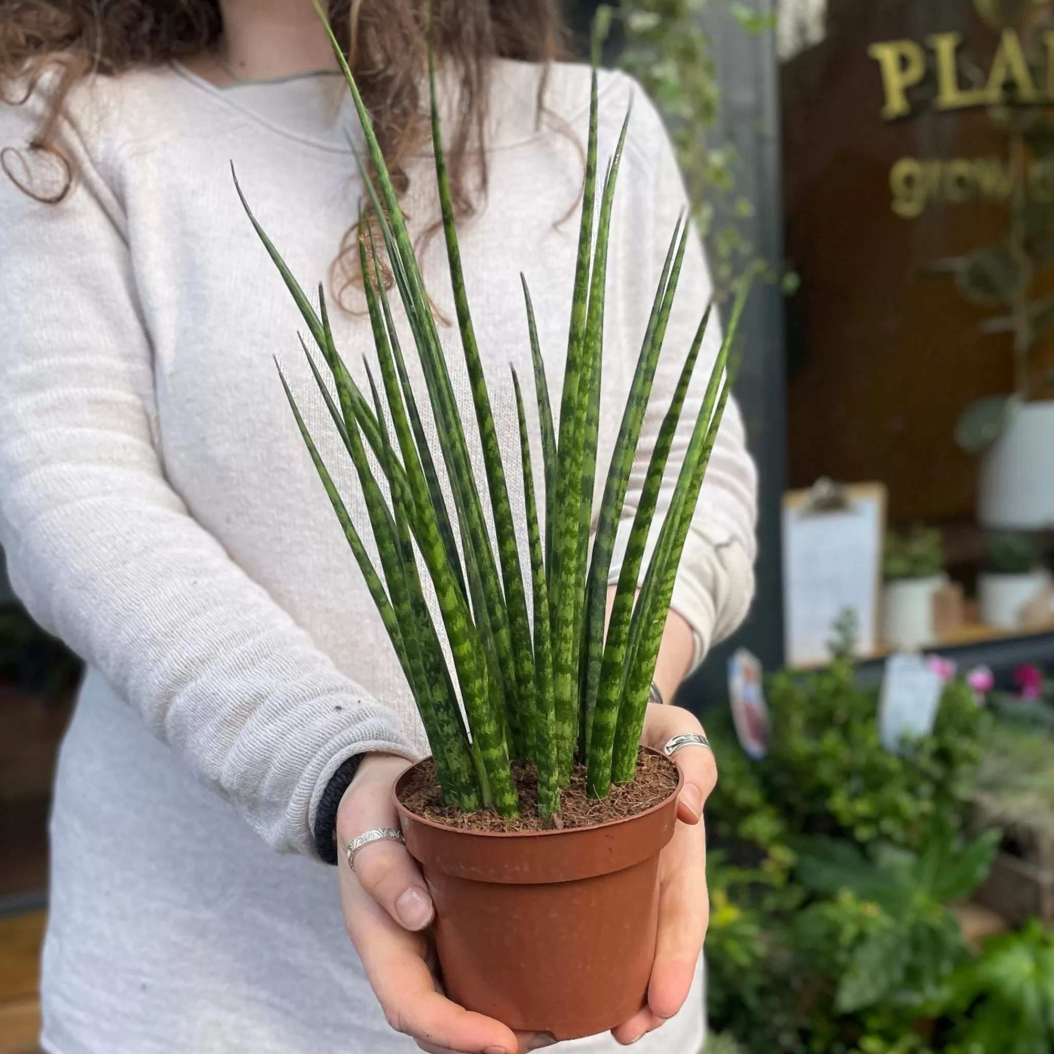 grow urban Sansevieria ‘Fernwood’ (12cm Pot)- Top Air Purifying | Shade Tolerant