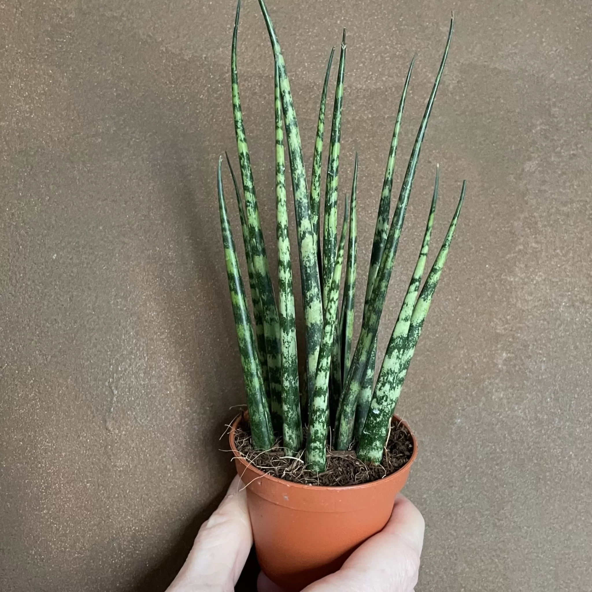 grow urban Sansevieria ‘Fernwood’ (mini)- Shade Tolerant | Easy Care