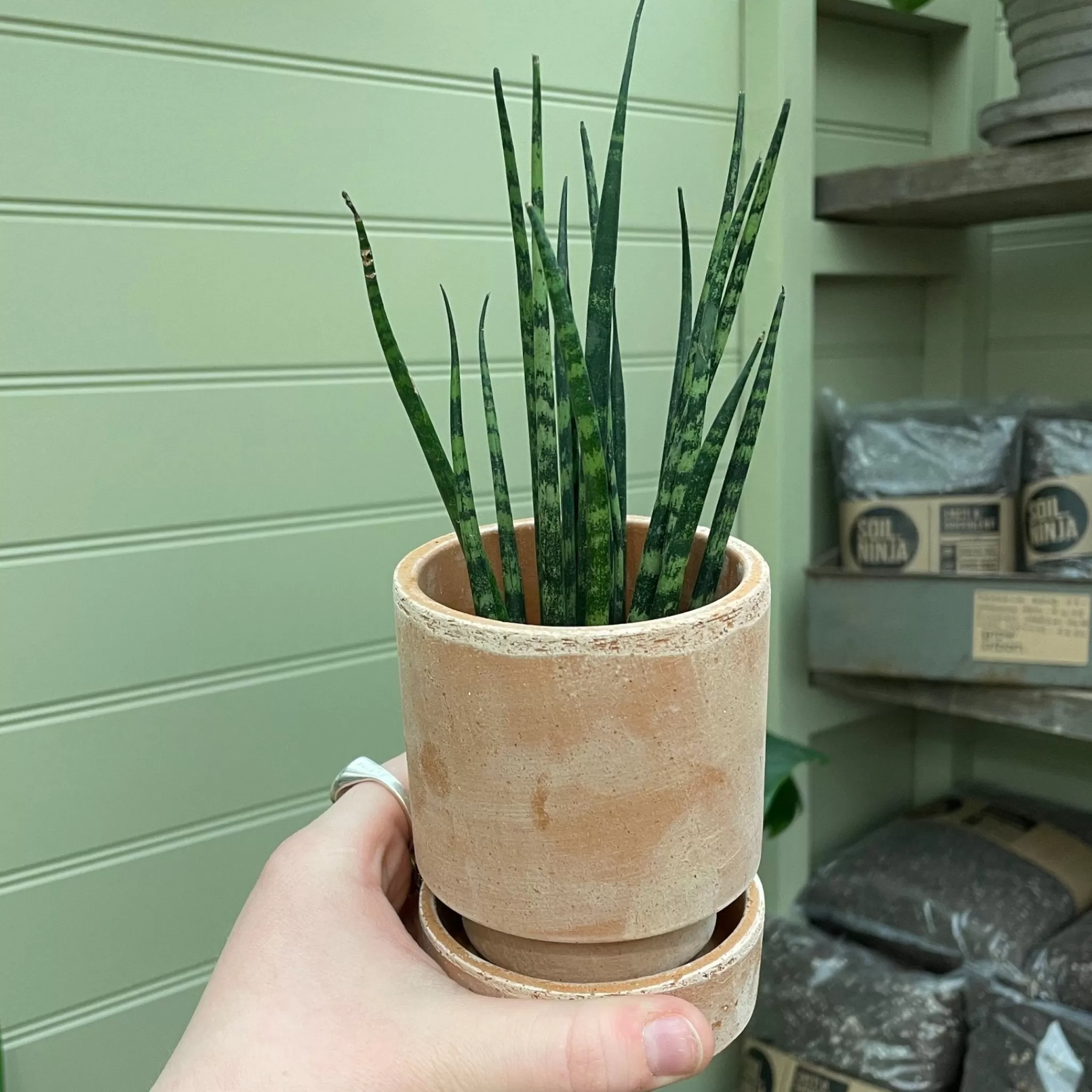 grow urban Sansevieria ‘Fernwood’ (mini)- Shade Tolerant | Easy Care
