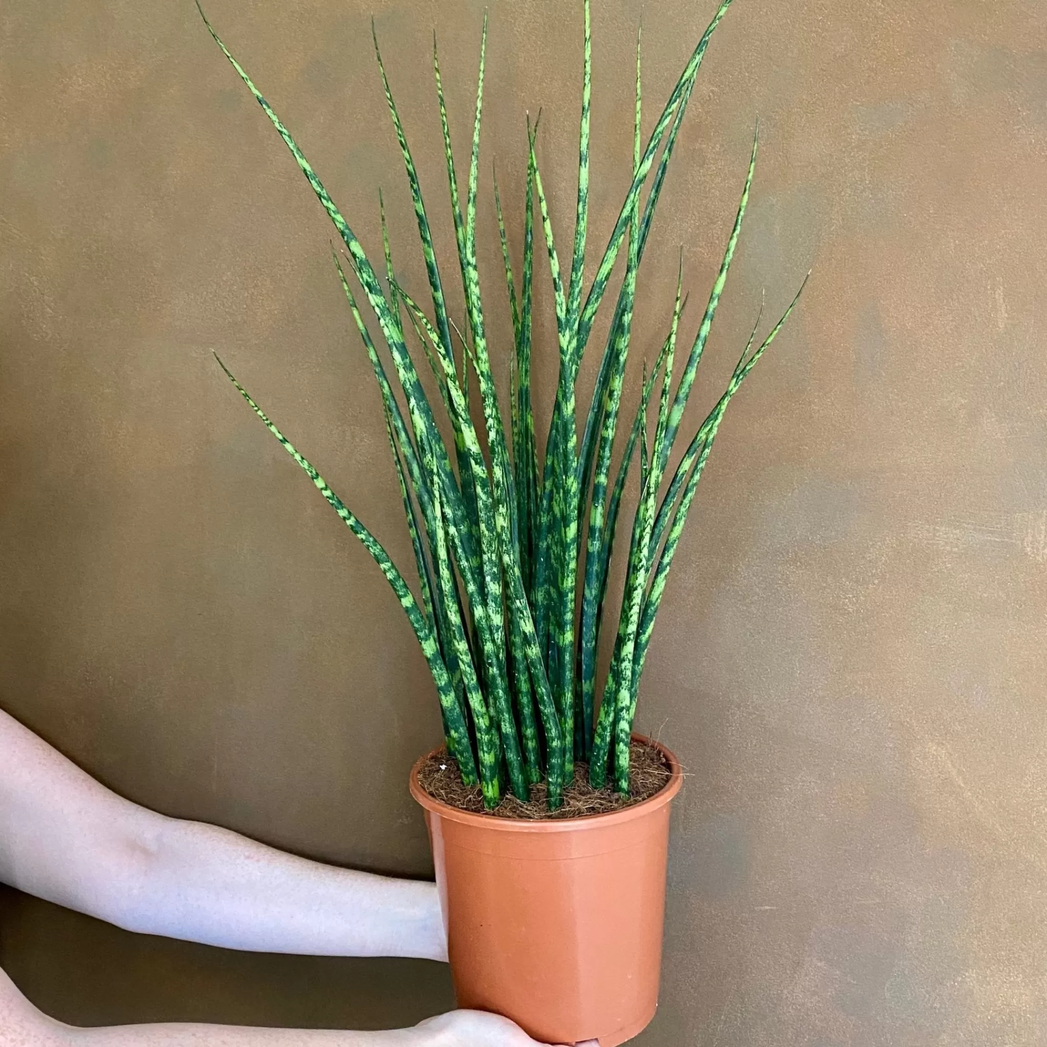 grow urban Sansevieria ‘Fernwood’ XL- Top Air Purifying | Shade Tolerant