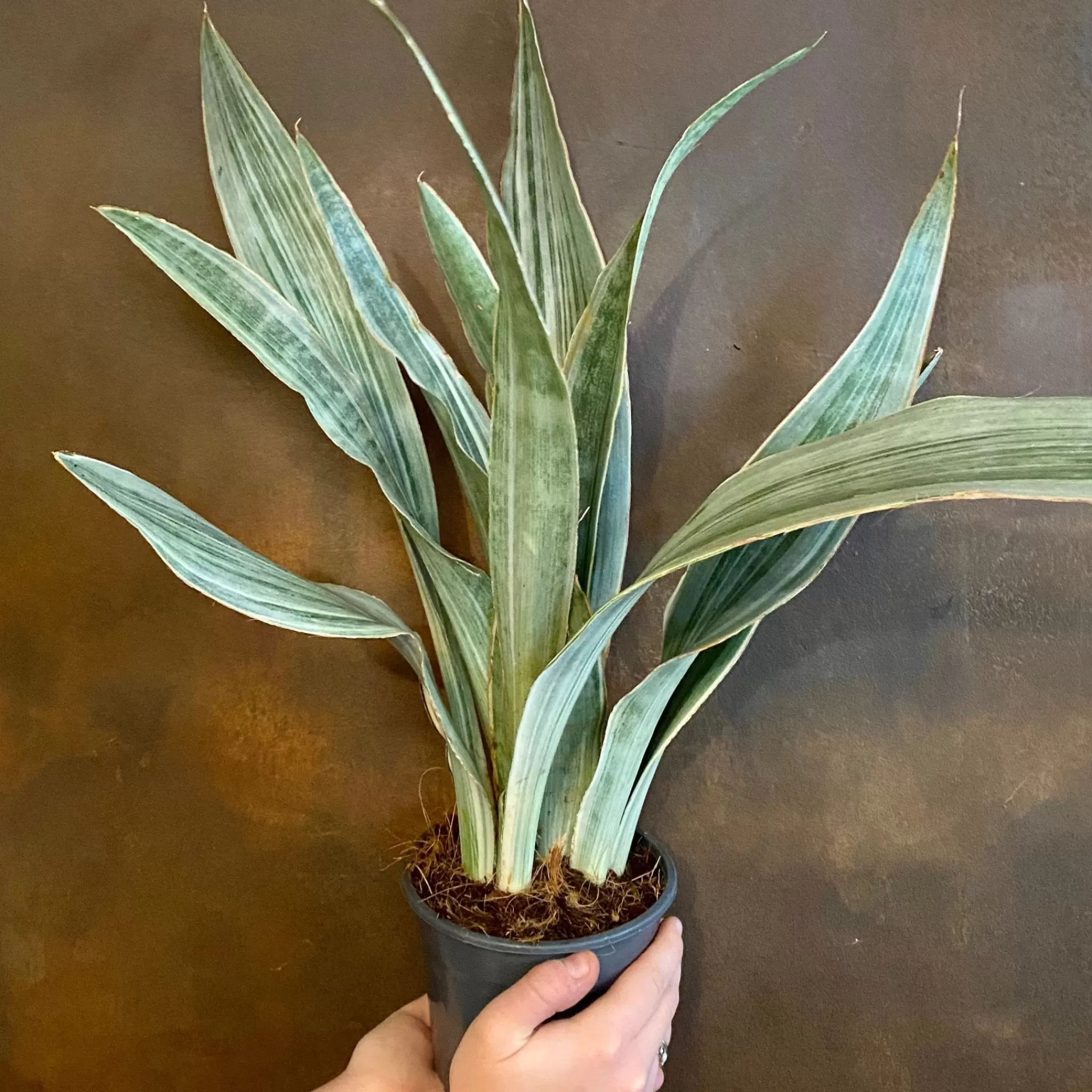 grow urban Sansevieria ‘Metallica’- Top Air Purifying | Shade Tolerant