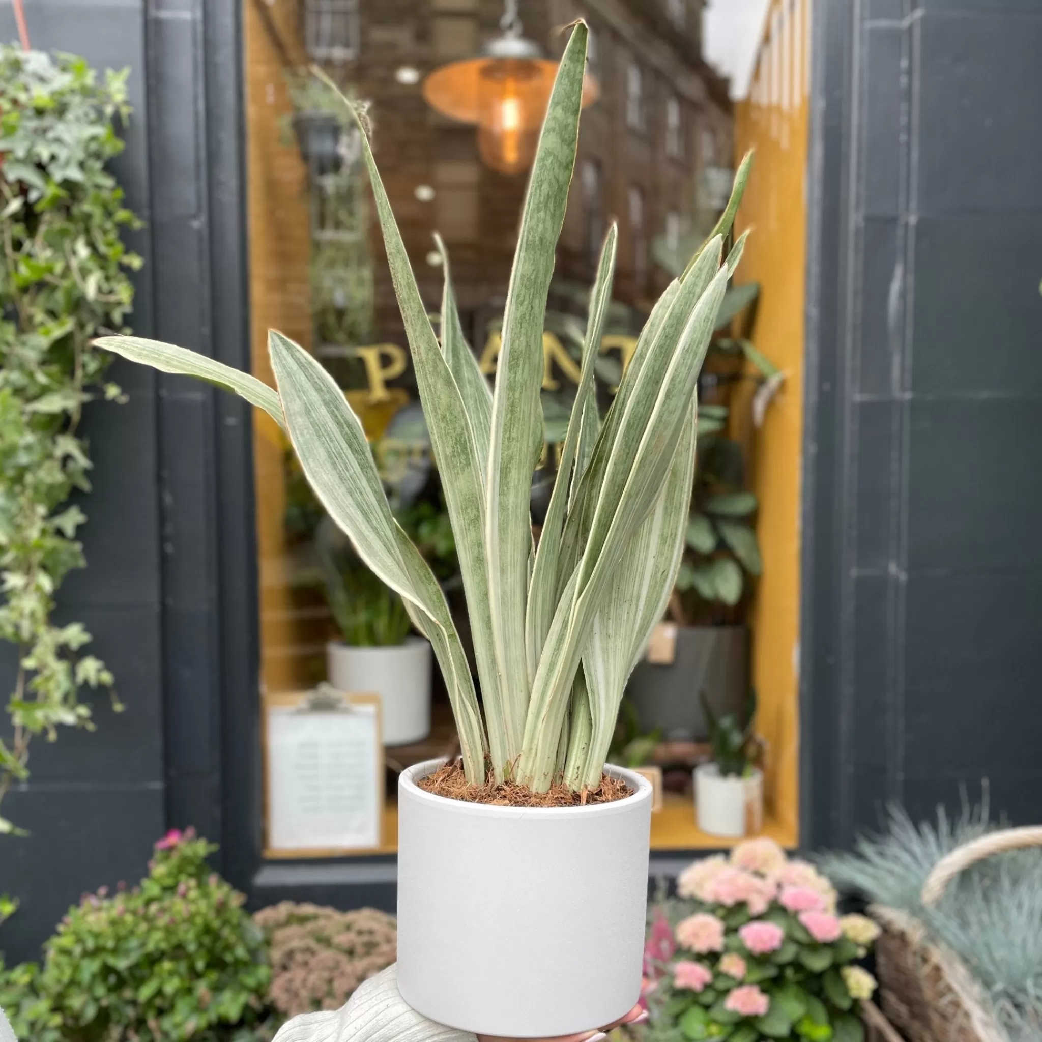 grow urban Sansevieria ‘Metallica’- Top Air Purifying | Shade Tolerant
