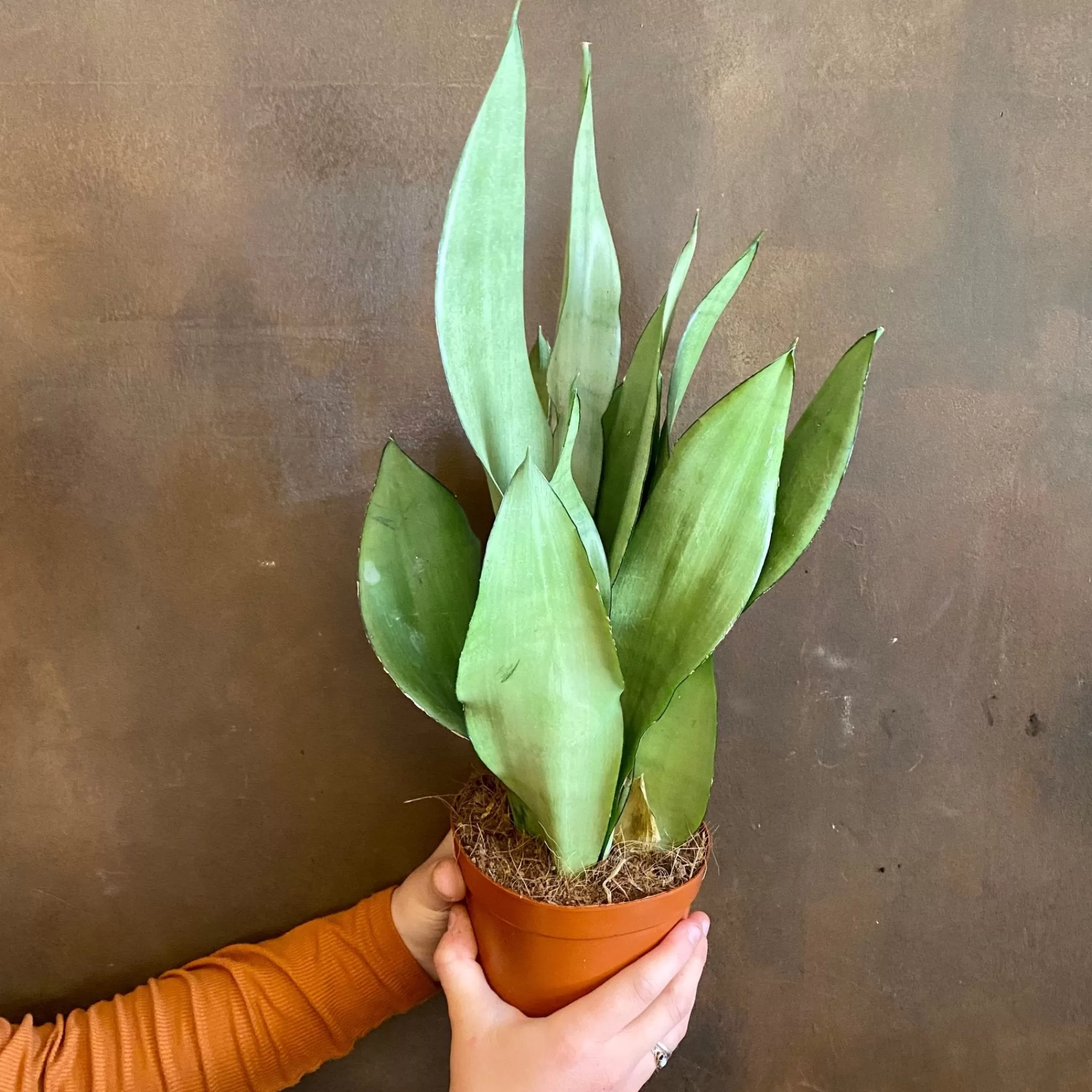 grow urban Sansevieria ‘Moonshine’- Top Air Purifying | Easy Care