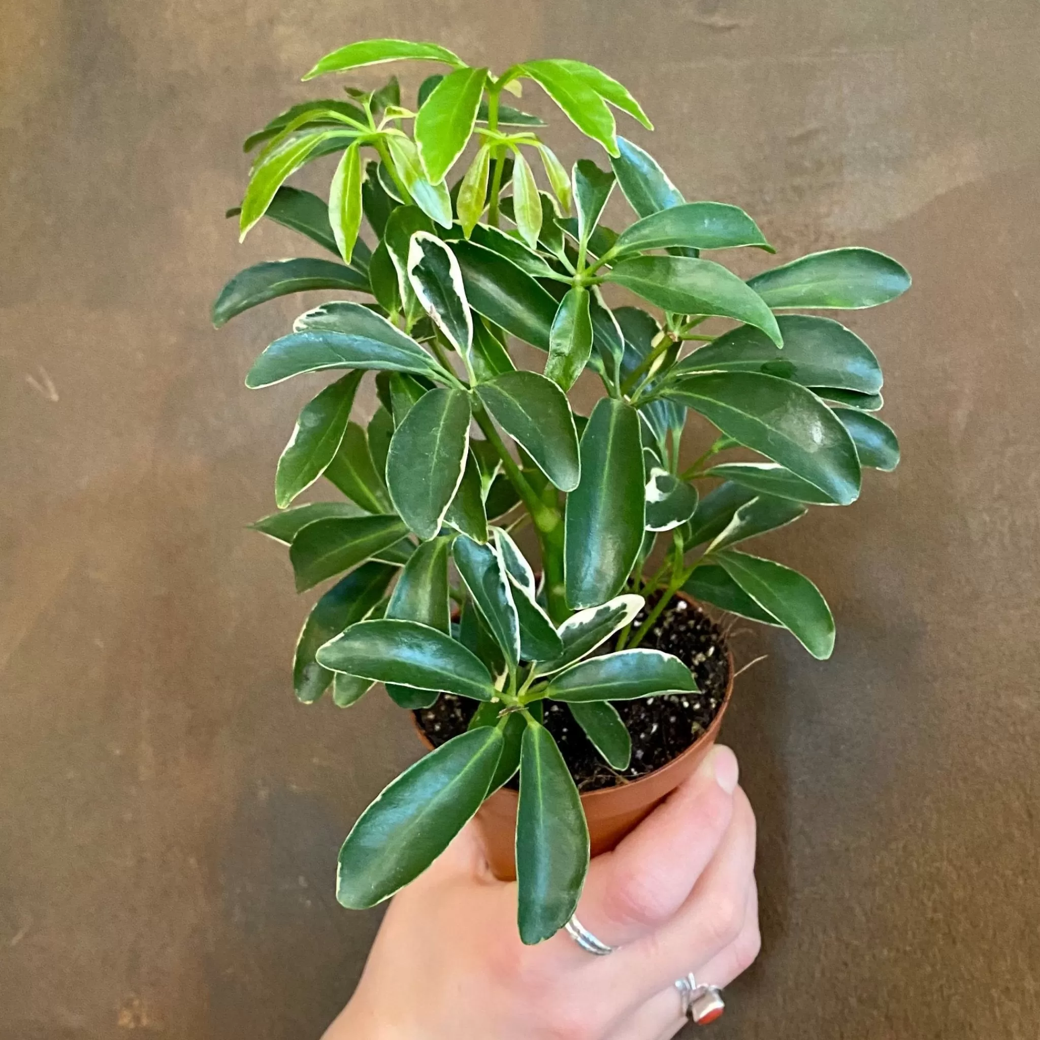 grow urban Schefflera ‘Moondrop’- Easy Care | Foliage Plants