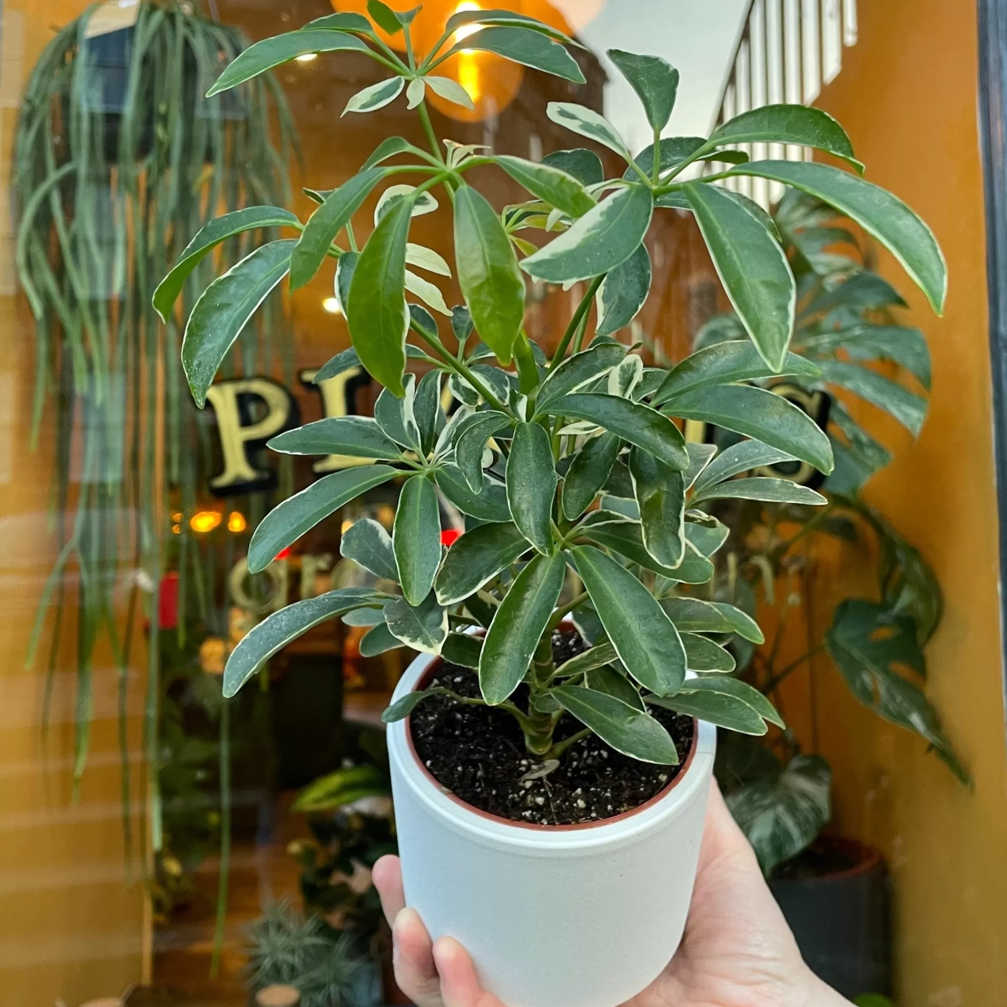 grow urban Schefflera ‘Moondrop’- Easy Care | Foliage Plants