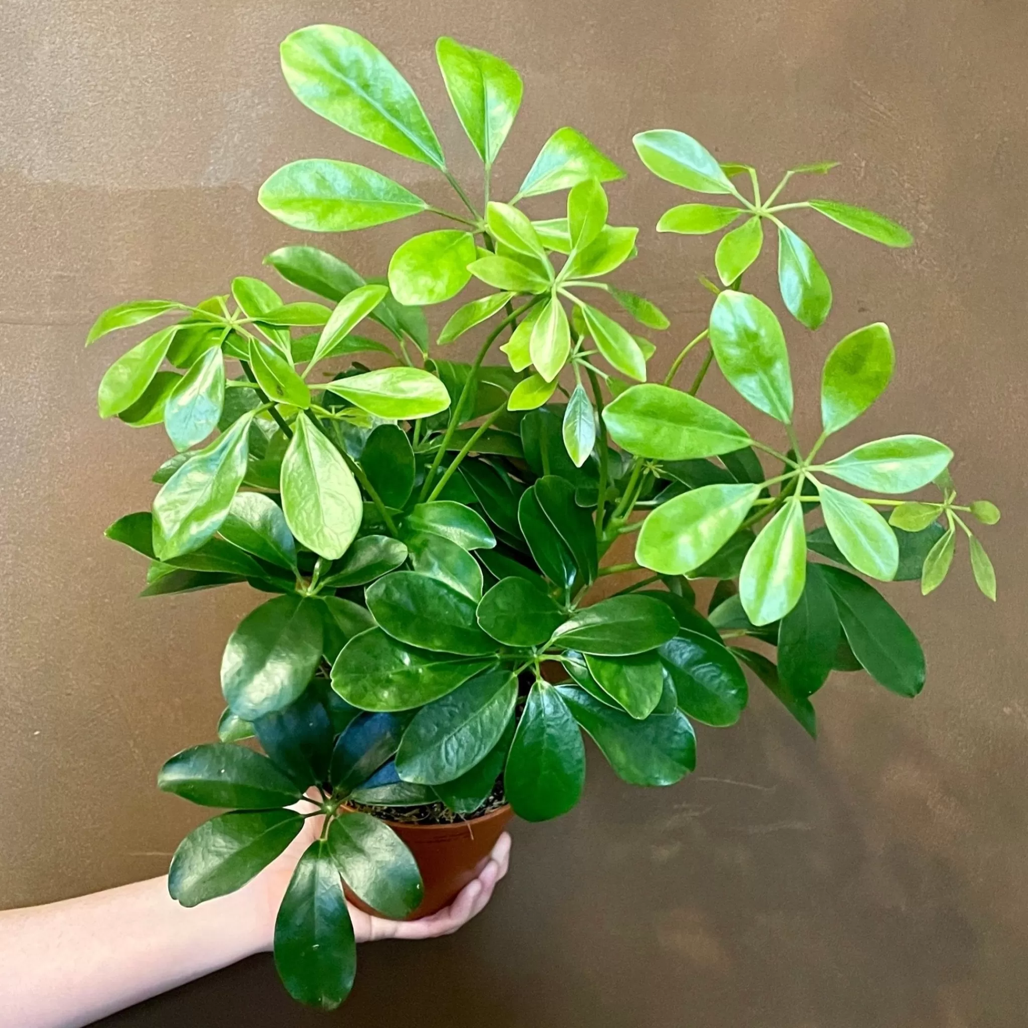 grow urban Schefflera ‘Nora’- Easy Care | Foliage Plants