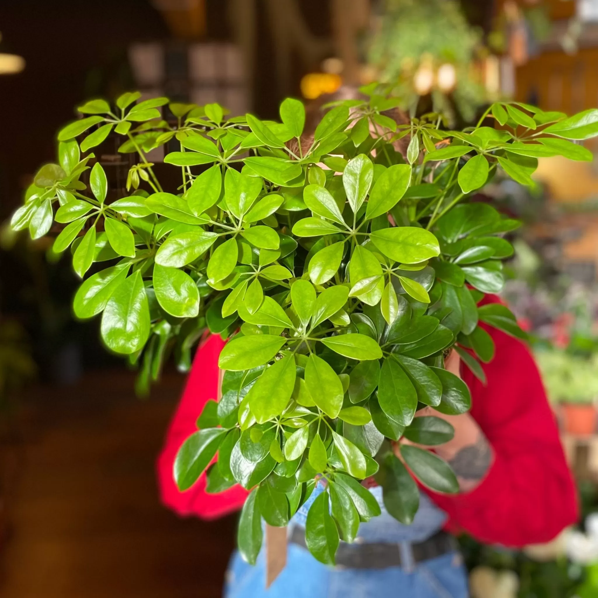 grow urban Schefflera ‘Nora’- Easy Care | Foliage Plants