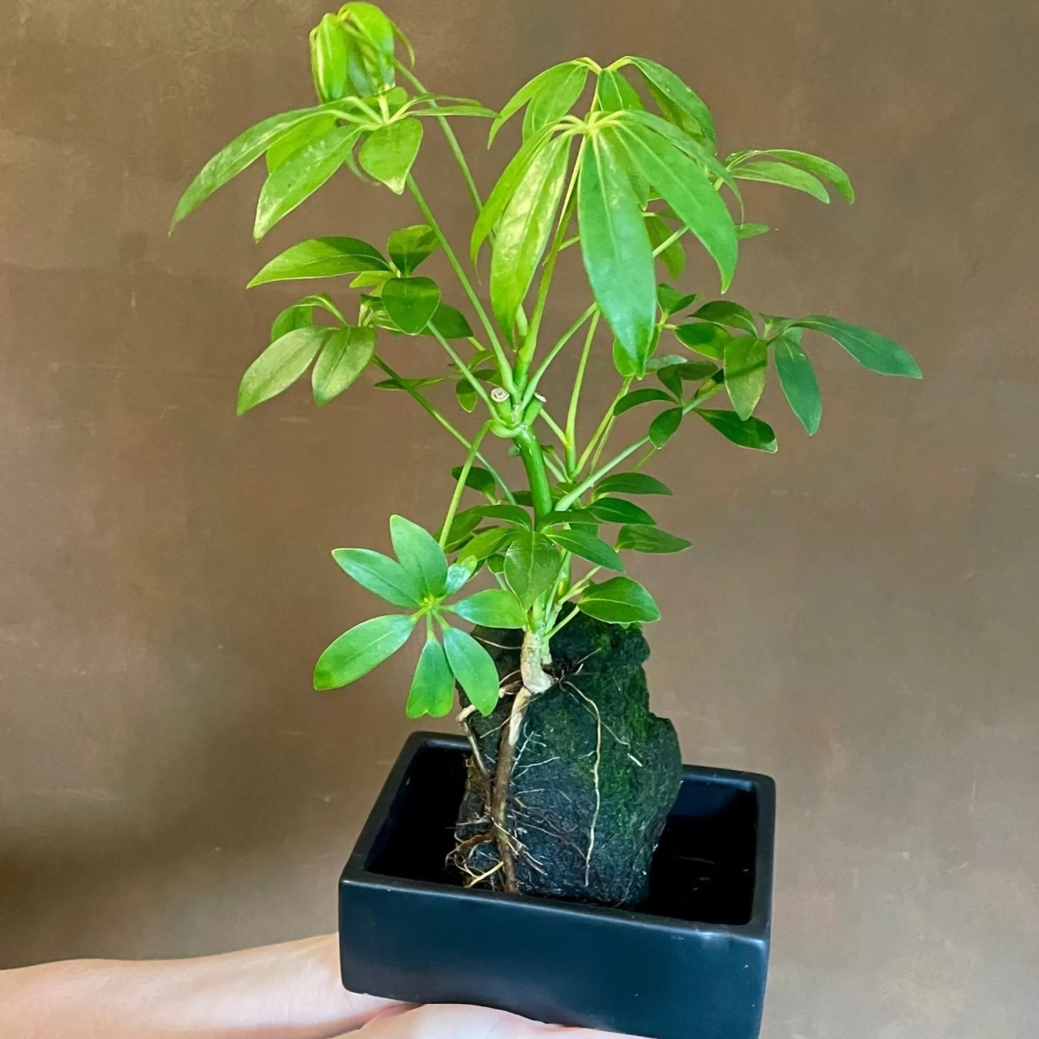 grow urban Schefflera On Lava- Gift Ideas | Gift Ideas