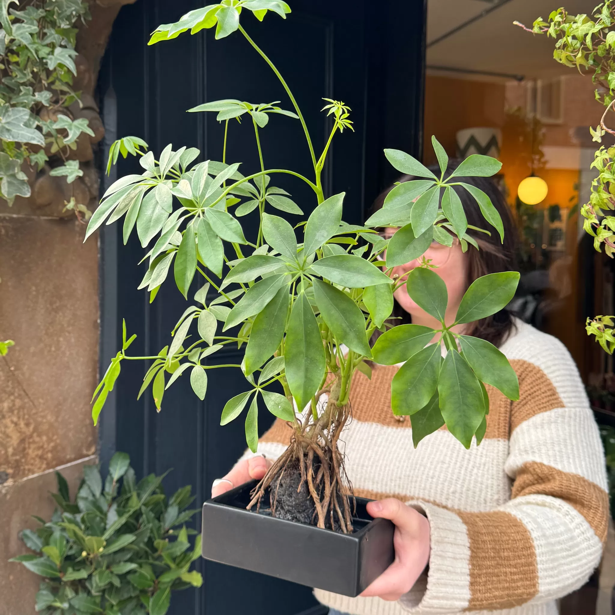 grow urban Schefflera On Lava- Gift Ideas | Gift Ideas