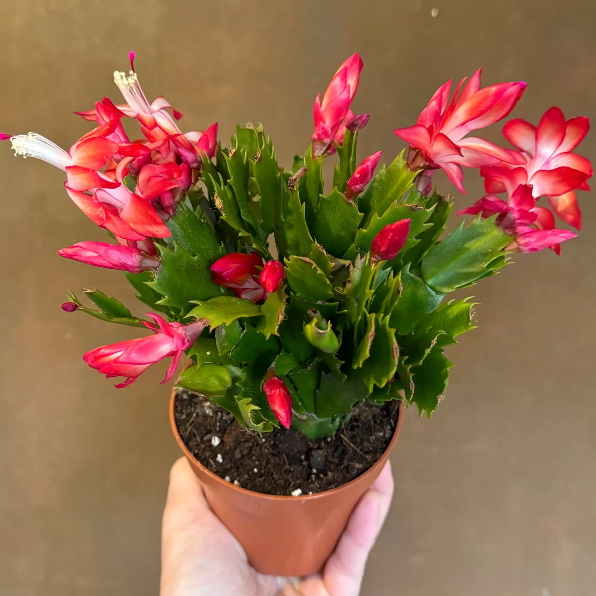grow urban Schlumbergera 'Flame'- Pet Friendly | Succulents & Cacti