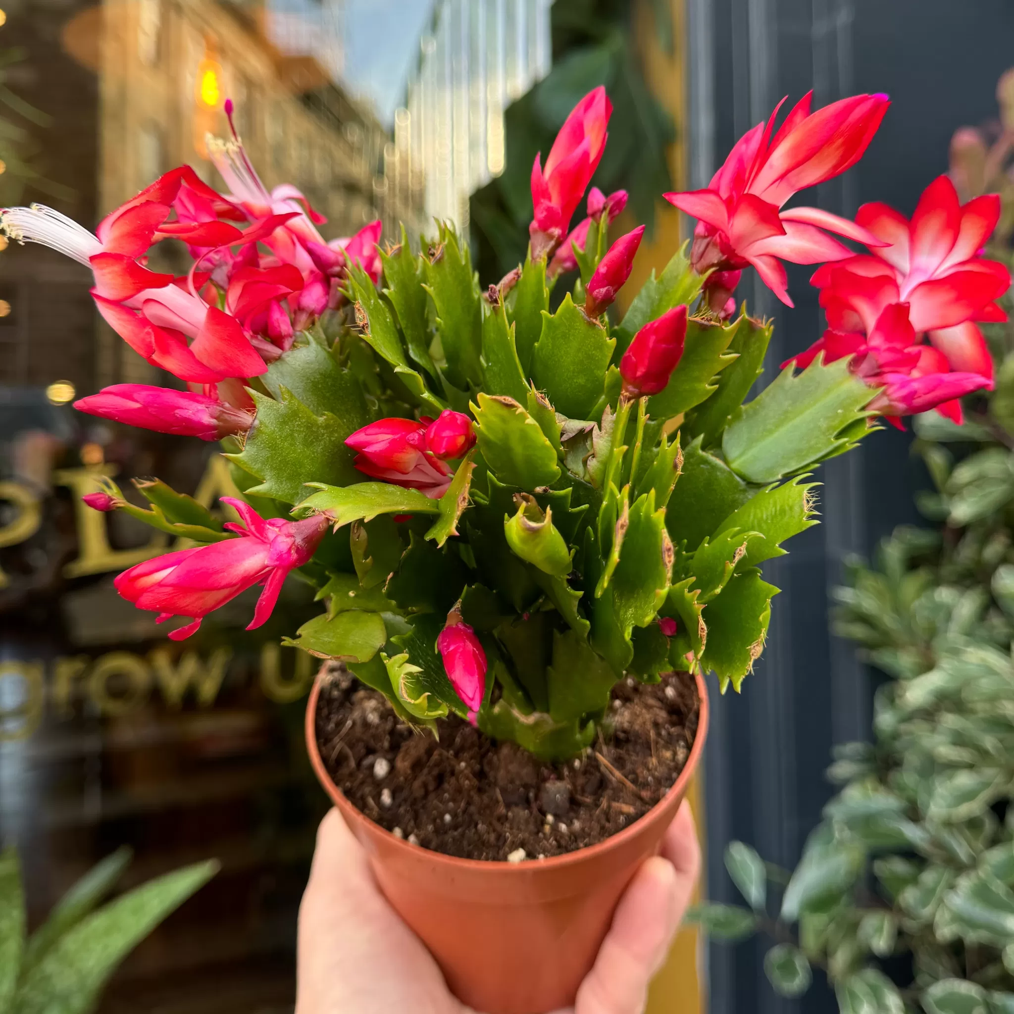 grow urban Schlumbergera 'Flame'- Pet Friendly | Succulents & Cacti