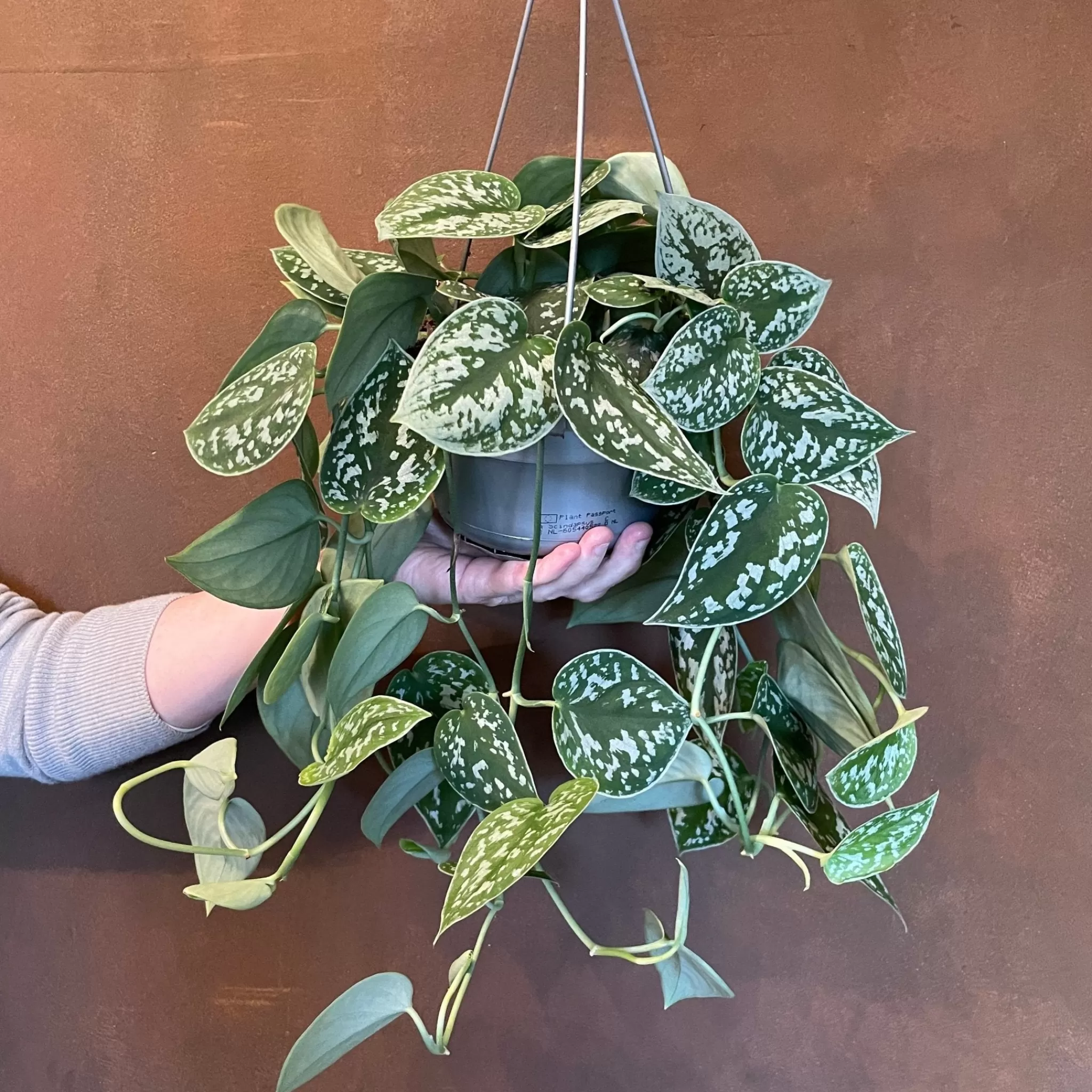 grow urban Scindapsus ‘Argyraeus’ (hangpot)- Pothos