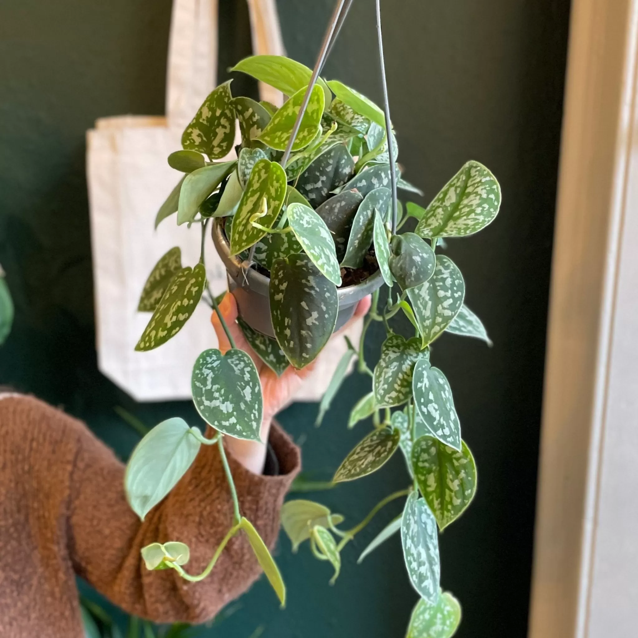 grow urban Scindapsus ‘Argyraeus’ (hangpot)- Pothos