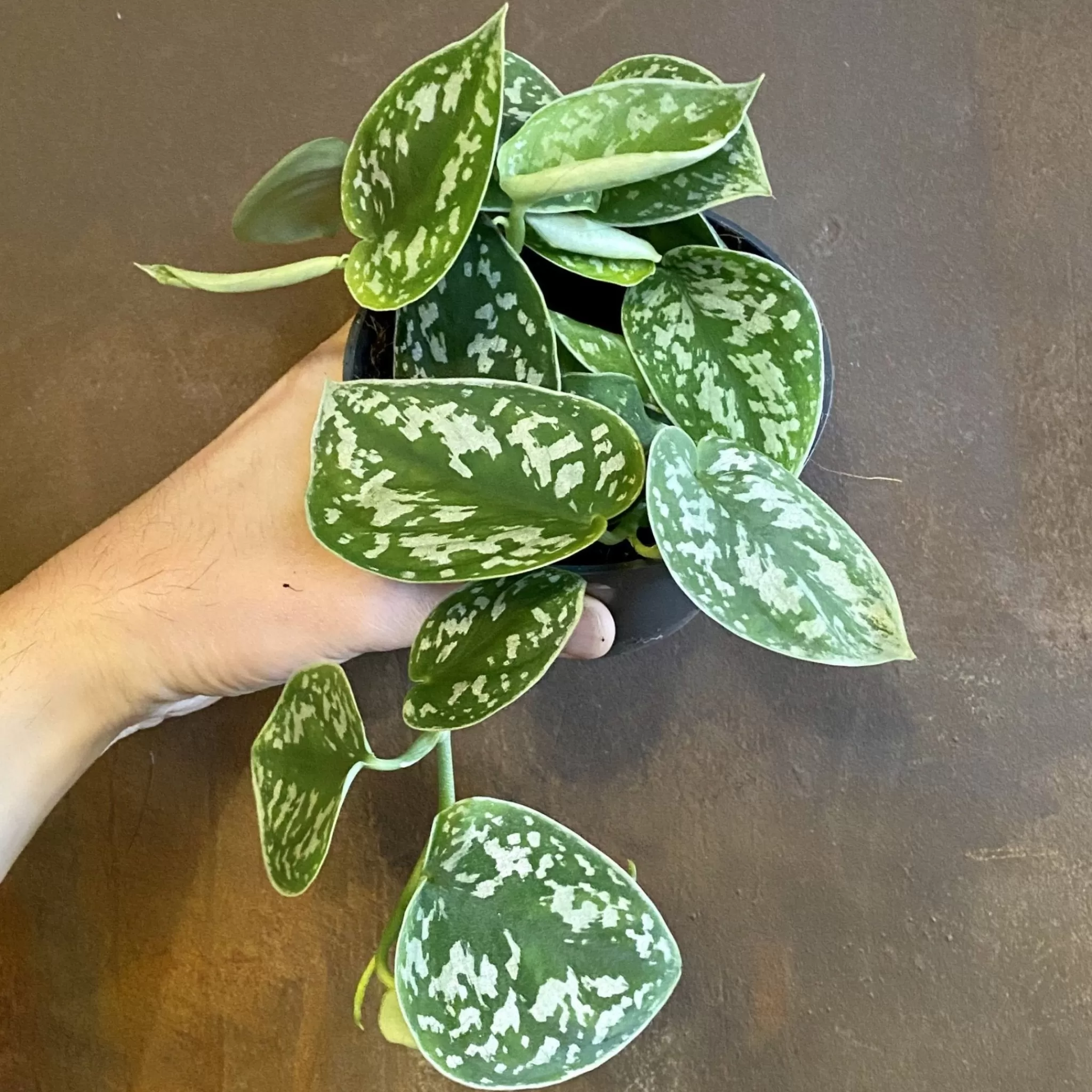 grow urban Scindapsus Pictus ‘Argyraeus’- Pothos