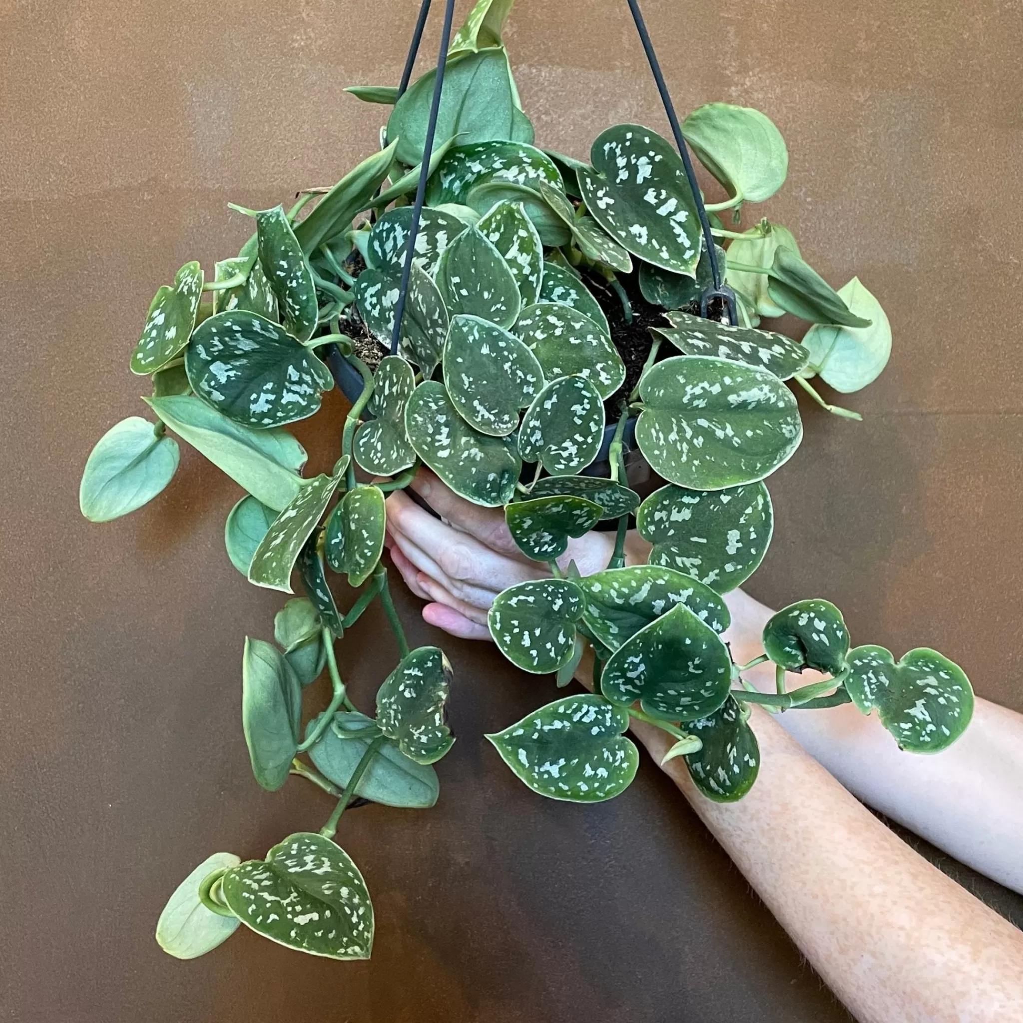 grow urban Scindapsus Pictus ‘Argyraeus’ (18cm Hangpot)- Pothos