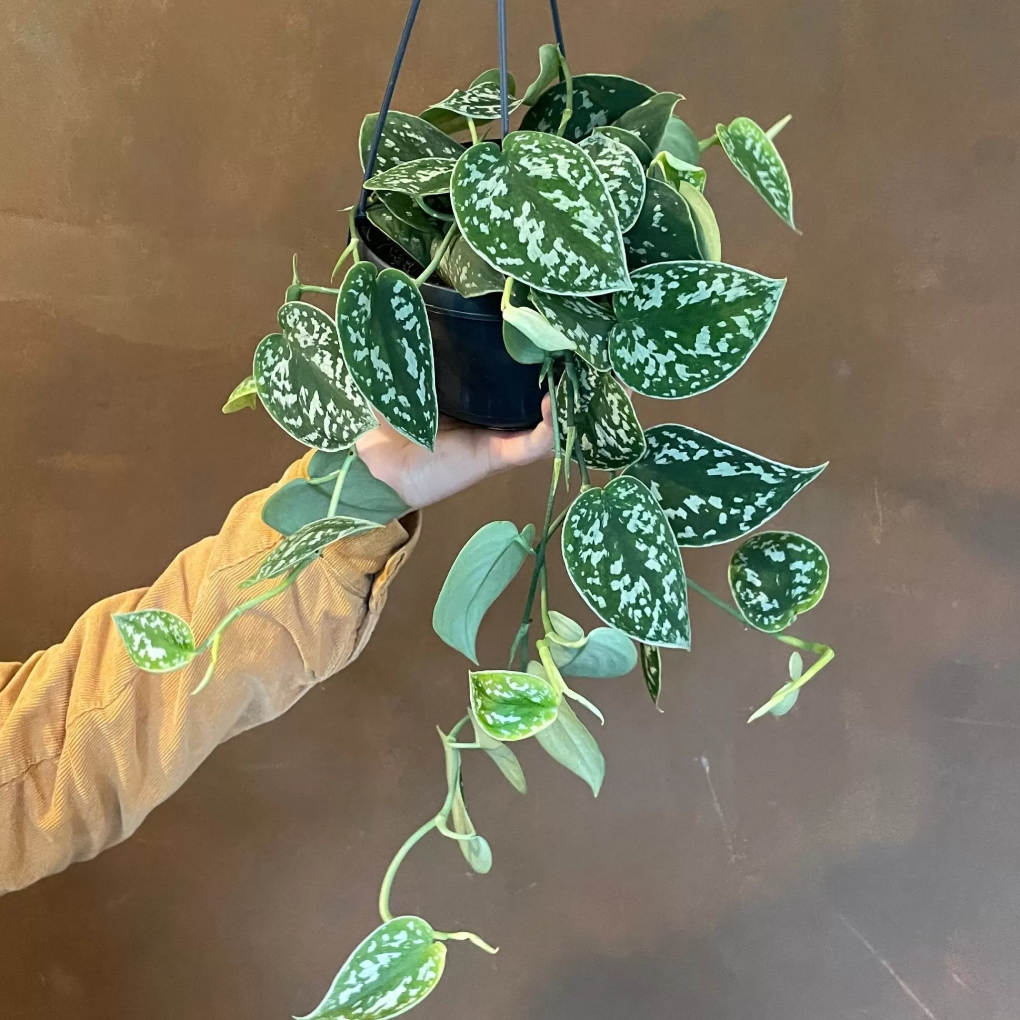 grow urban Scindapsus Pictus ‘Argyraeus’ (15cm Hangpot)- Pothos