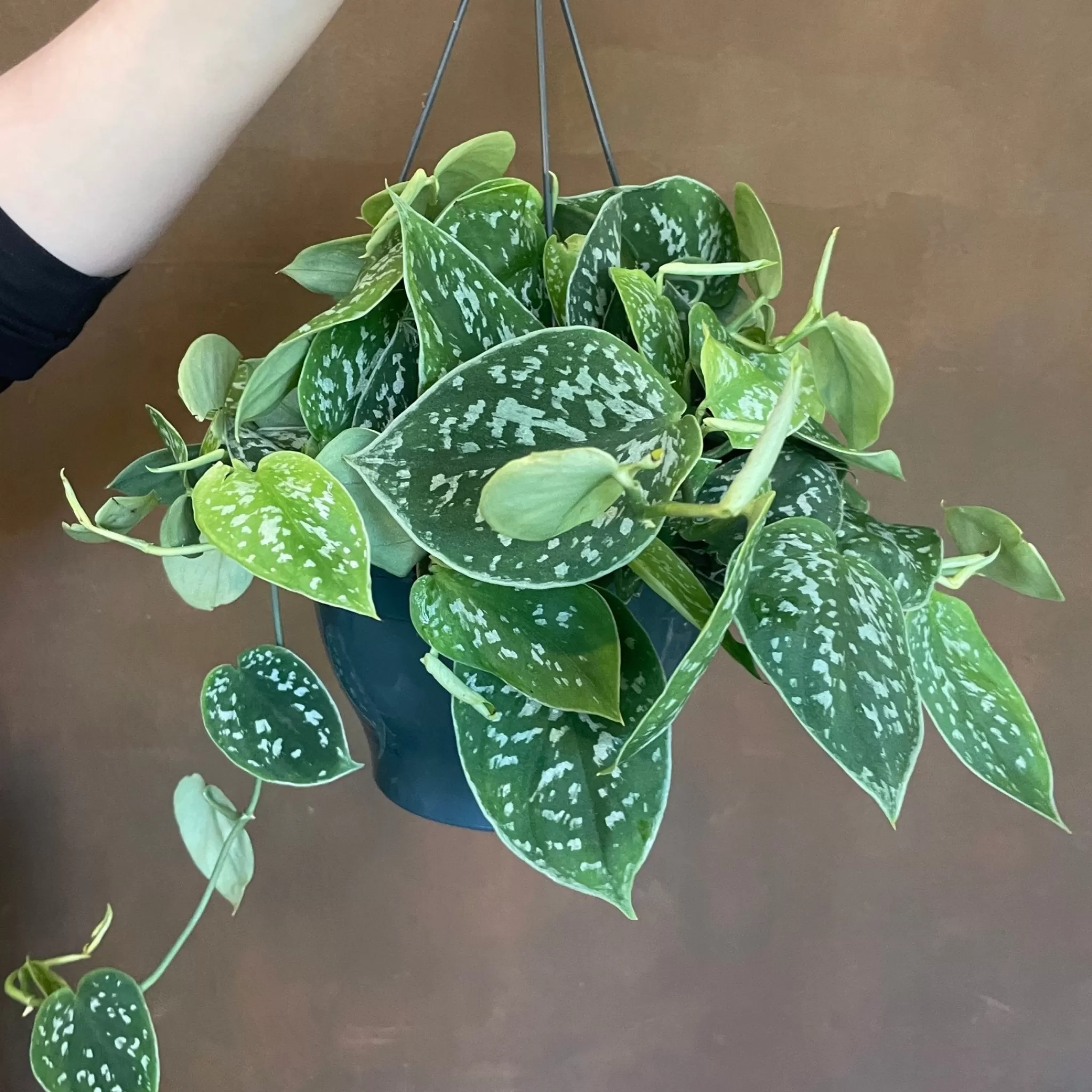 grow urban Scindapsus Pictus ‘Argyraeus’ (19cm Hangpot)- Pothos