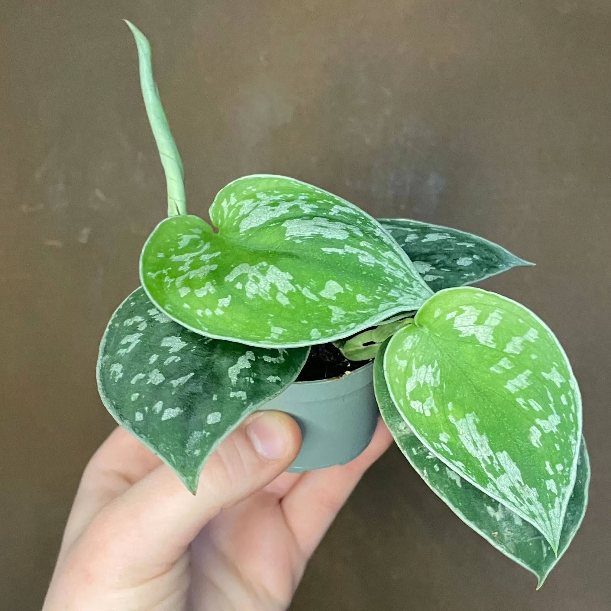 grow urban Scindapsus Pictus (6cm Pot)- Pothos