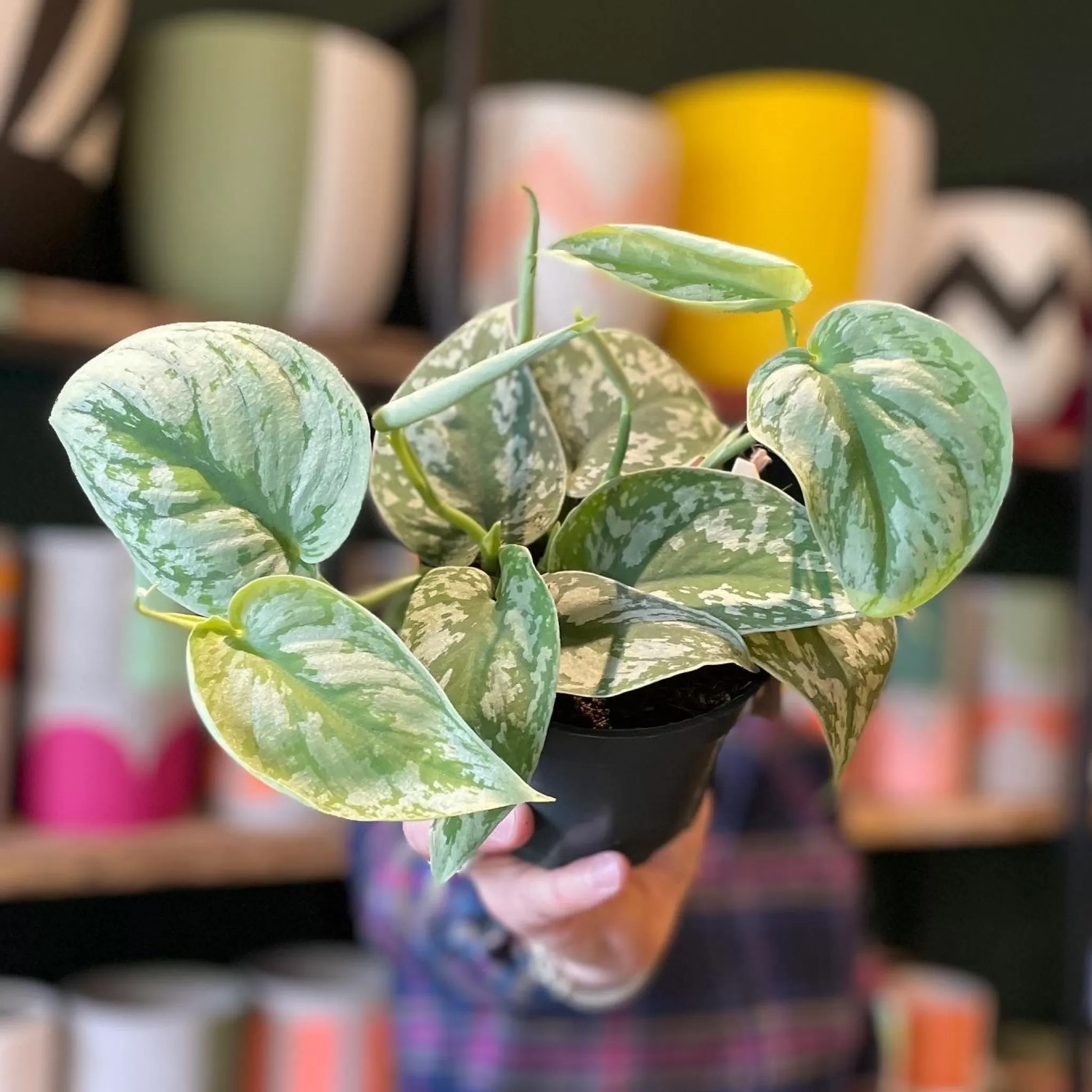 grow urban Scindapsus Pictus ‘Trebie’- Pothos | Top Air Purifying