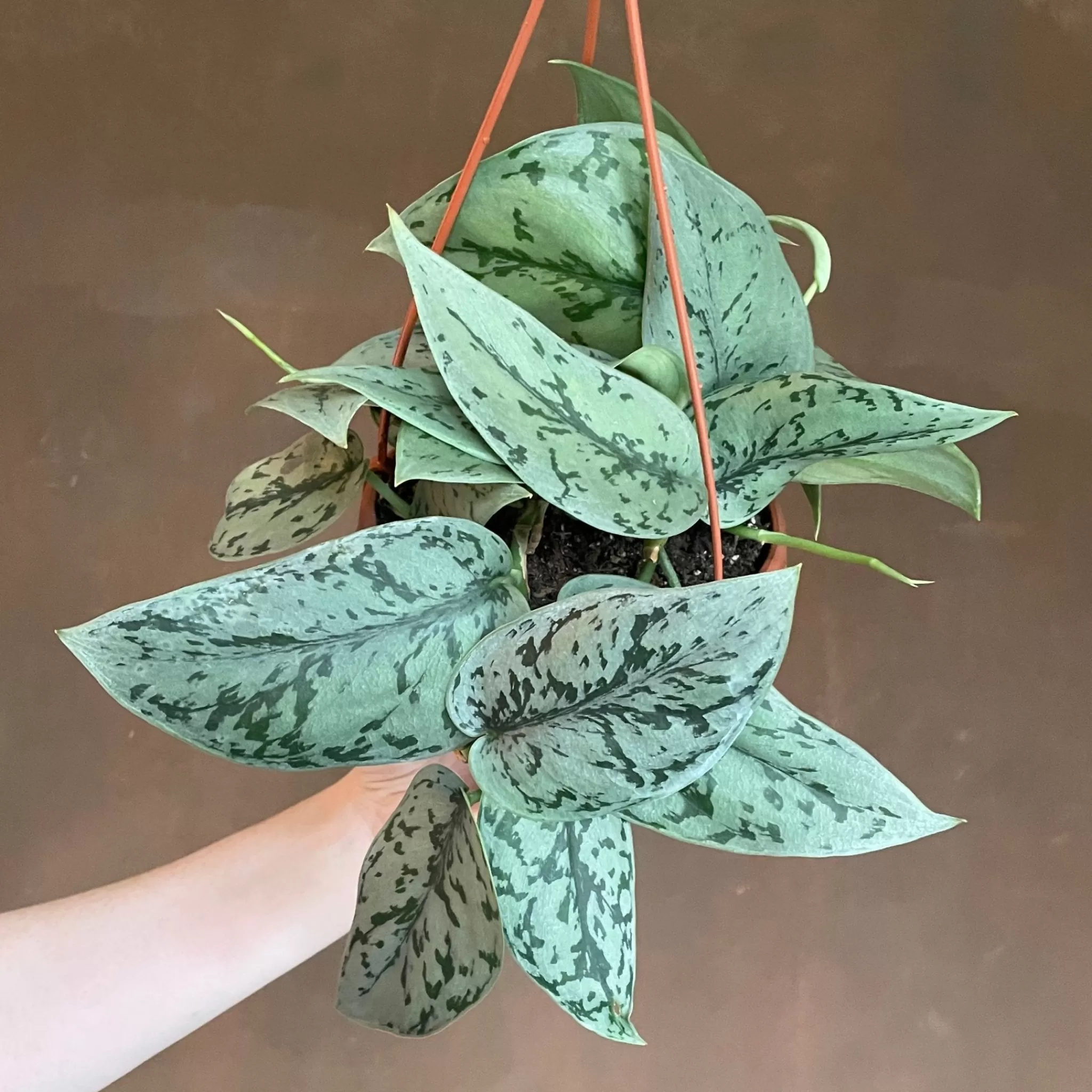 grow urban Scindapsus ‘Silver Lady’- Pothos