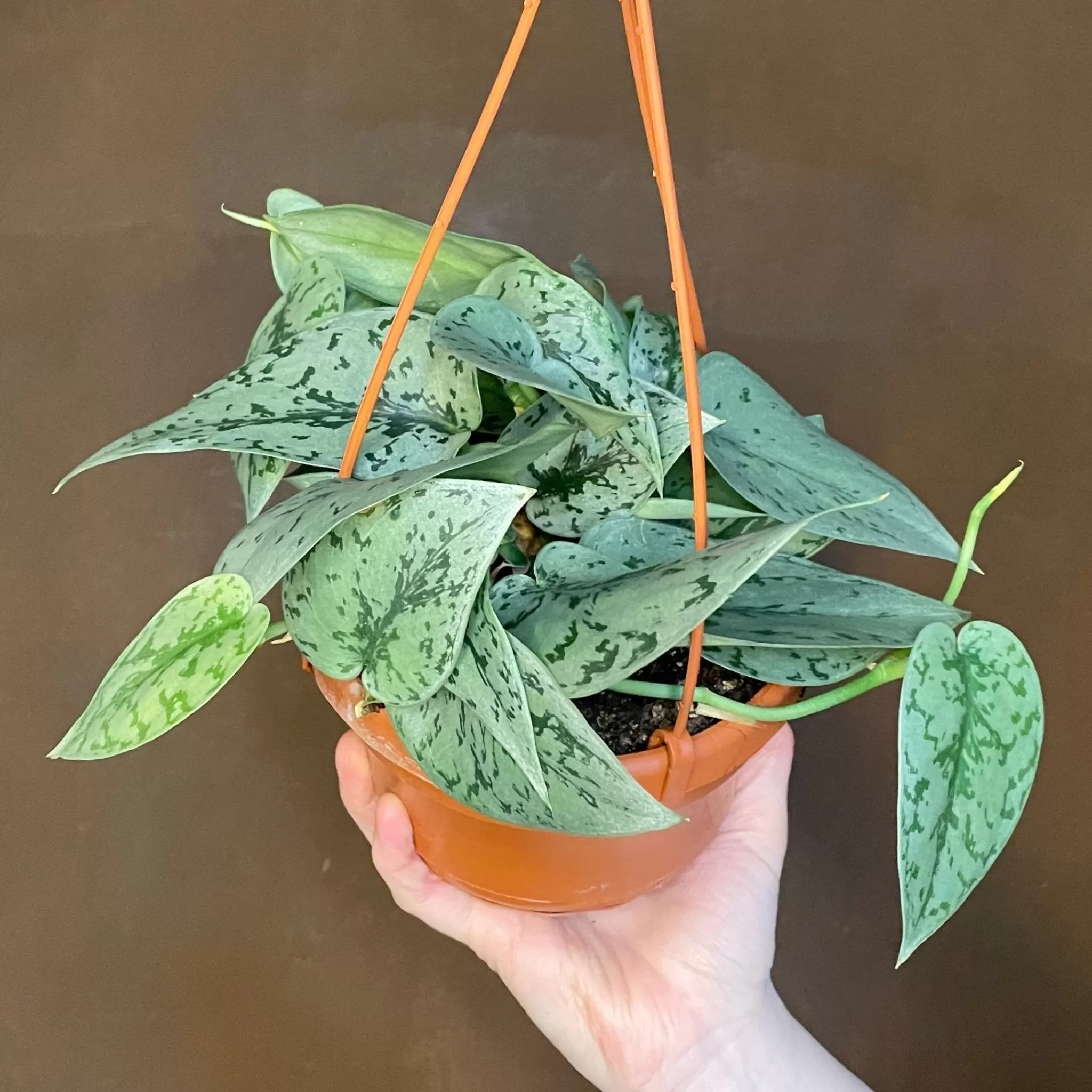 grow urban Scindapsus ‘Silver Lady’- Pothos