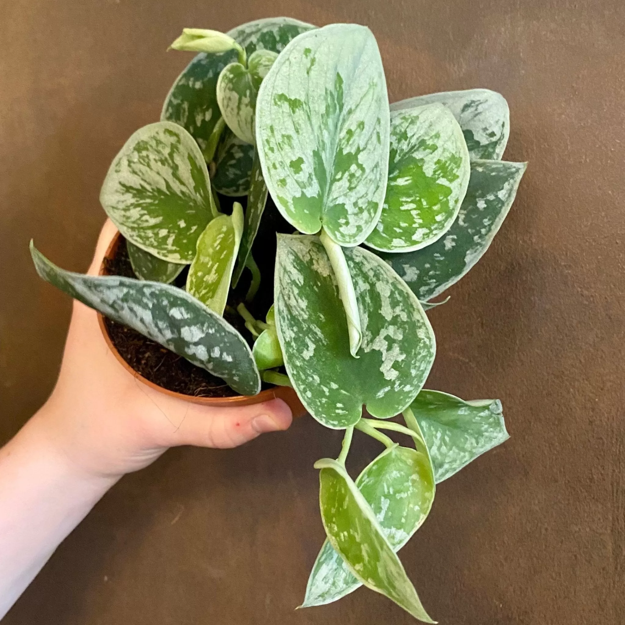 grow urban Scindapsus ‘Silvery Ann’- Pothos | Top Air Purifying