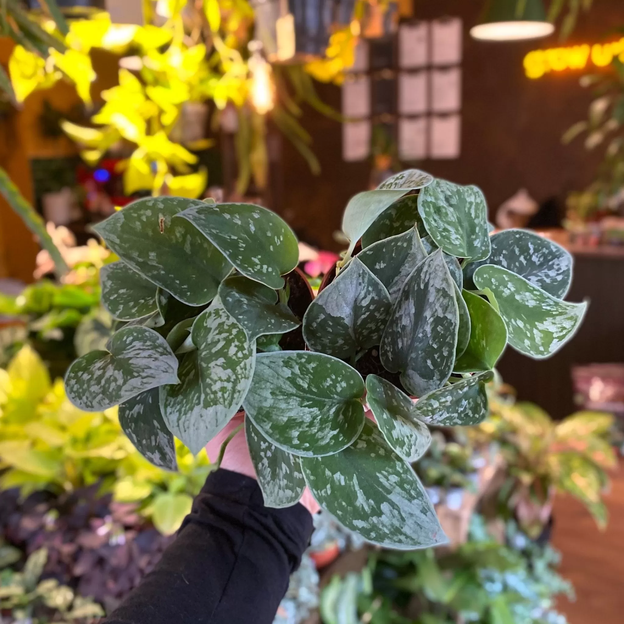 grow urban Scindapsus ‘Silvery Ann’- Pothos | Top Air Purifying
