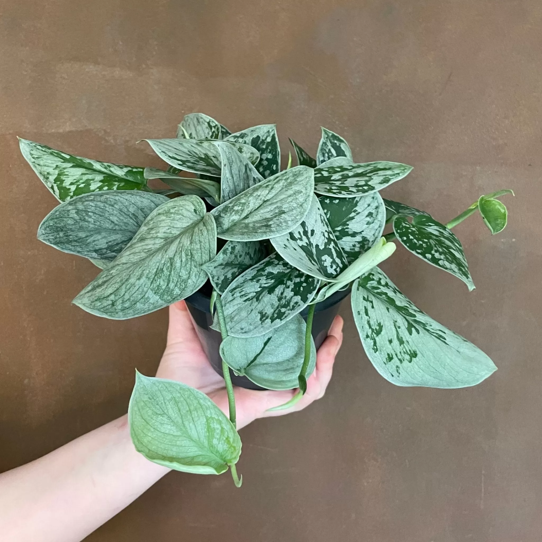 grow urban Scindapsus ‘Silvery Ann’ (14cm Pot)- Pothos