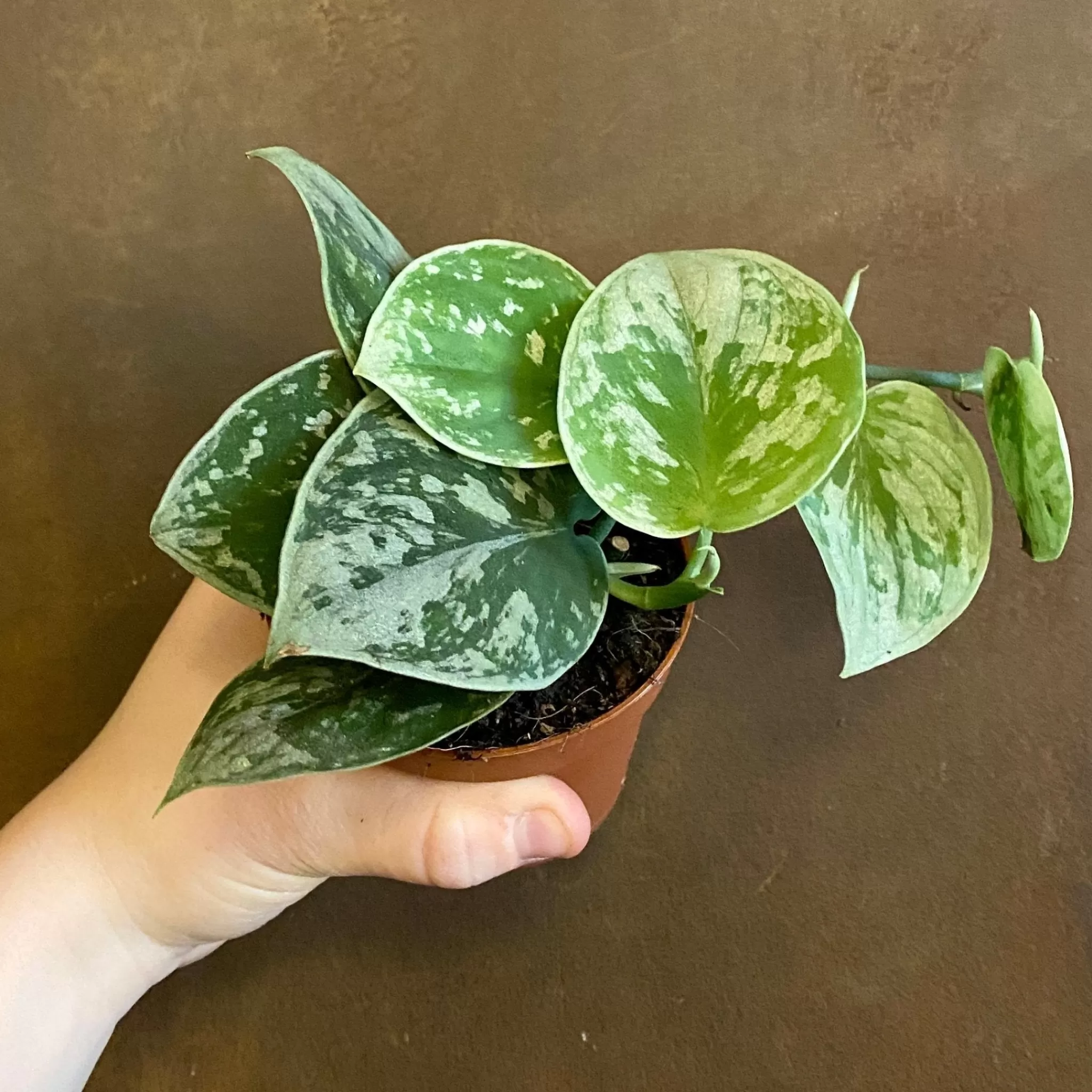 grow urban Scindapsus ‘Silvery Ann’ (8.5cm Pot)- Pothos