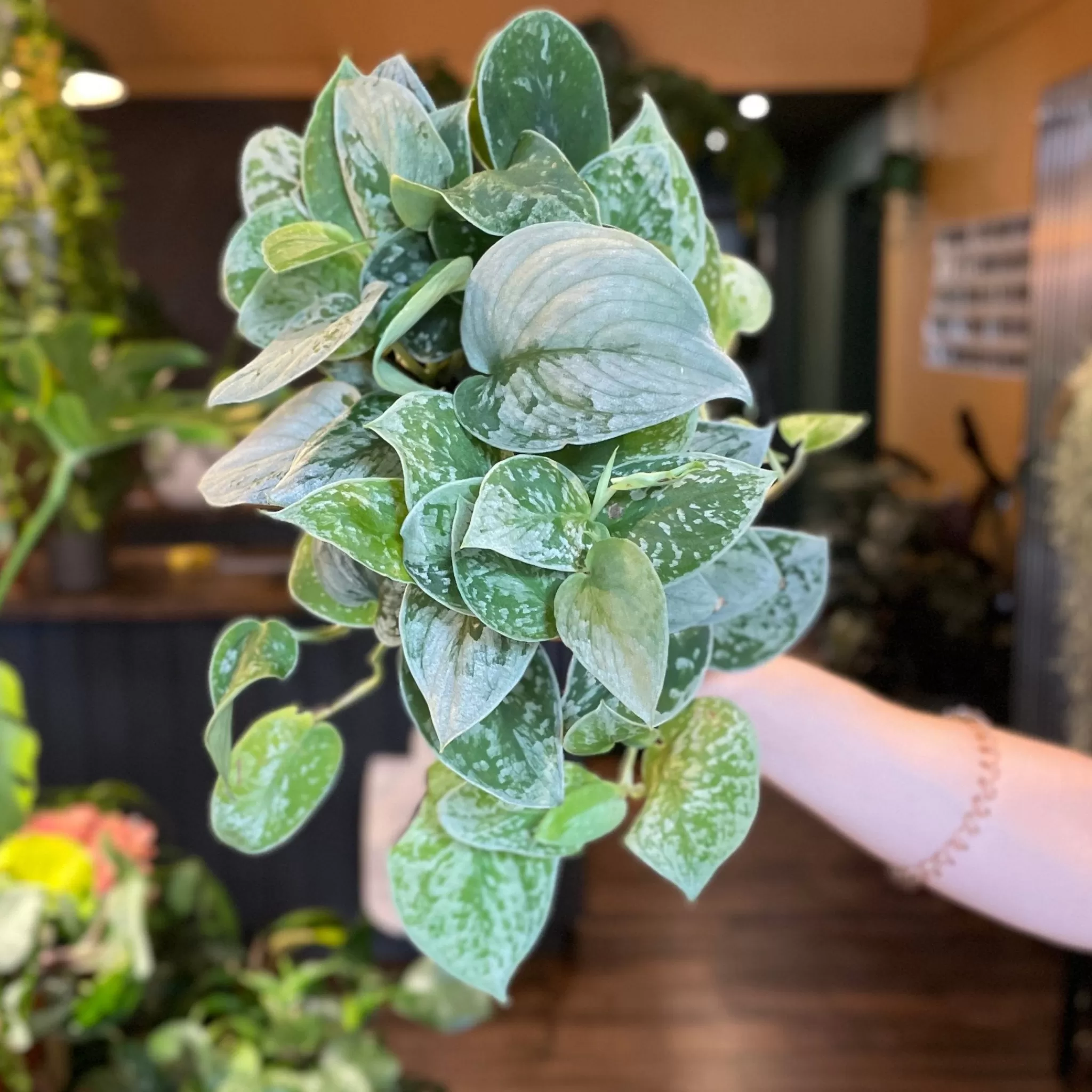 grow urban Scindapsus ‘Silvery Ann’ (14cm Pot)- Pothos