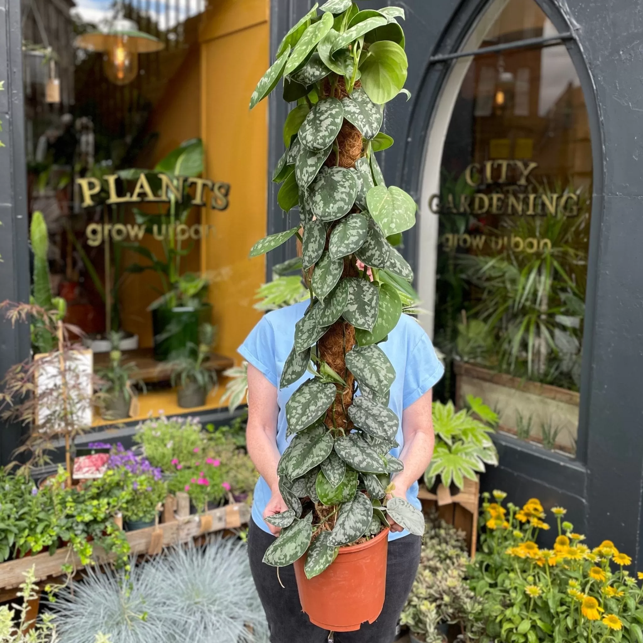 grow urban Scindapsus ‘Trebie’ (120cm)- Pothos