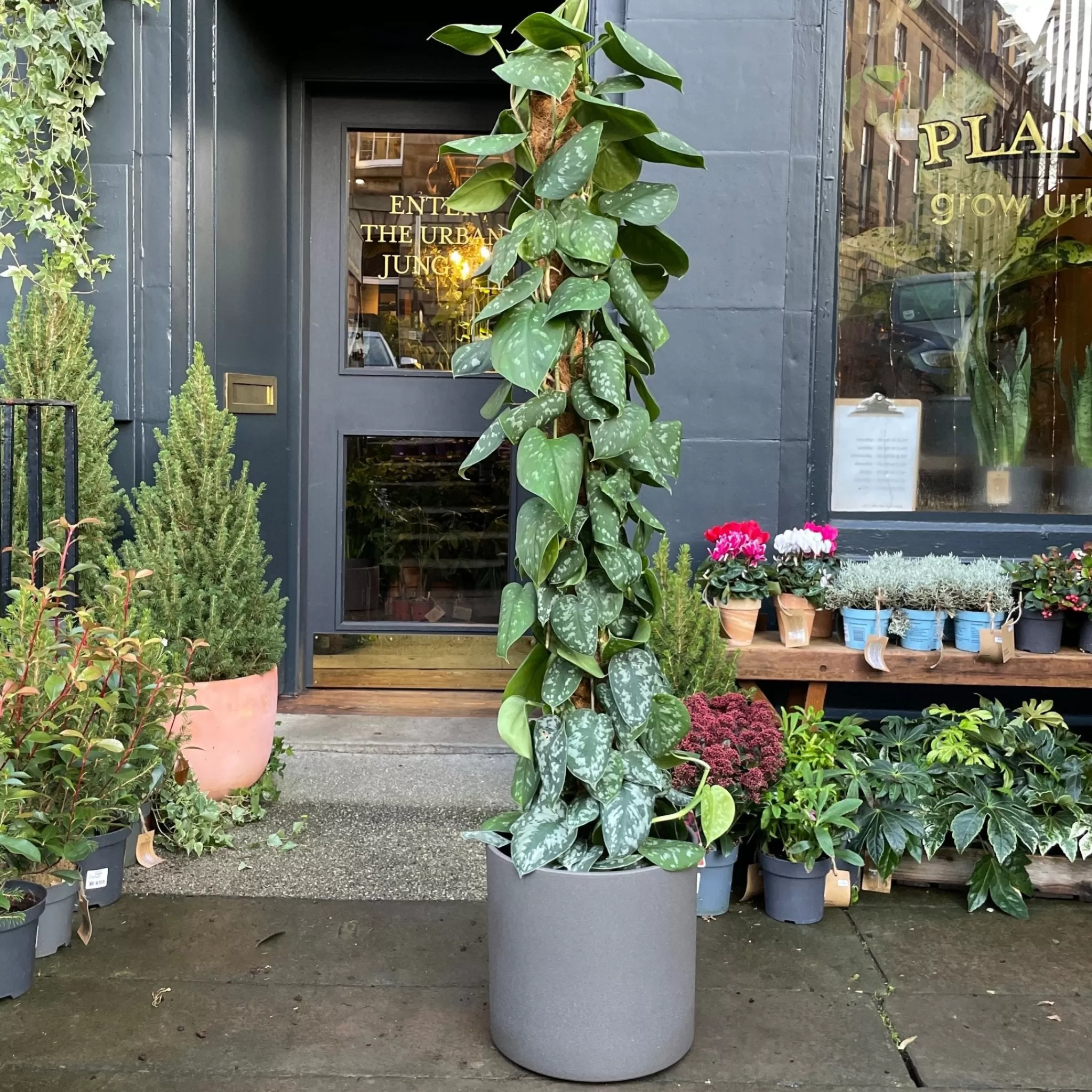 grow urban Scindapsus ‘Trebie’ (150cm)- Pothos