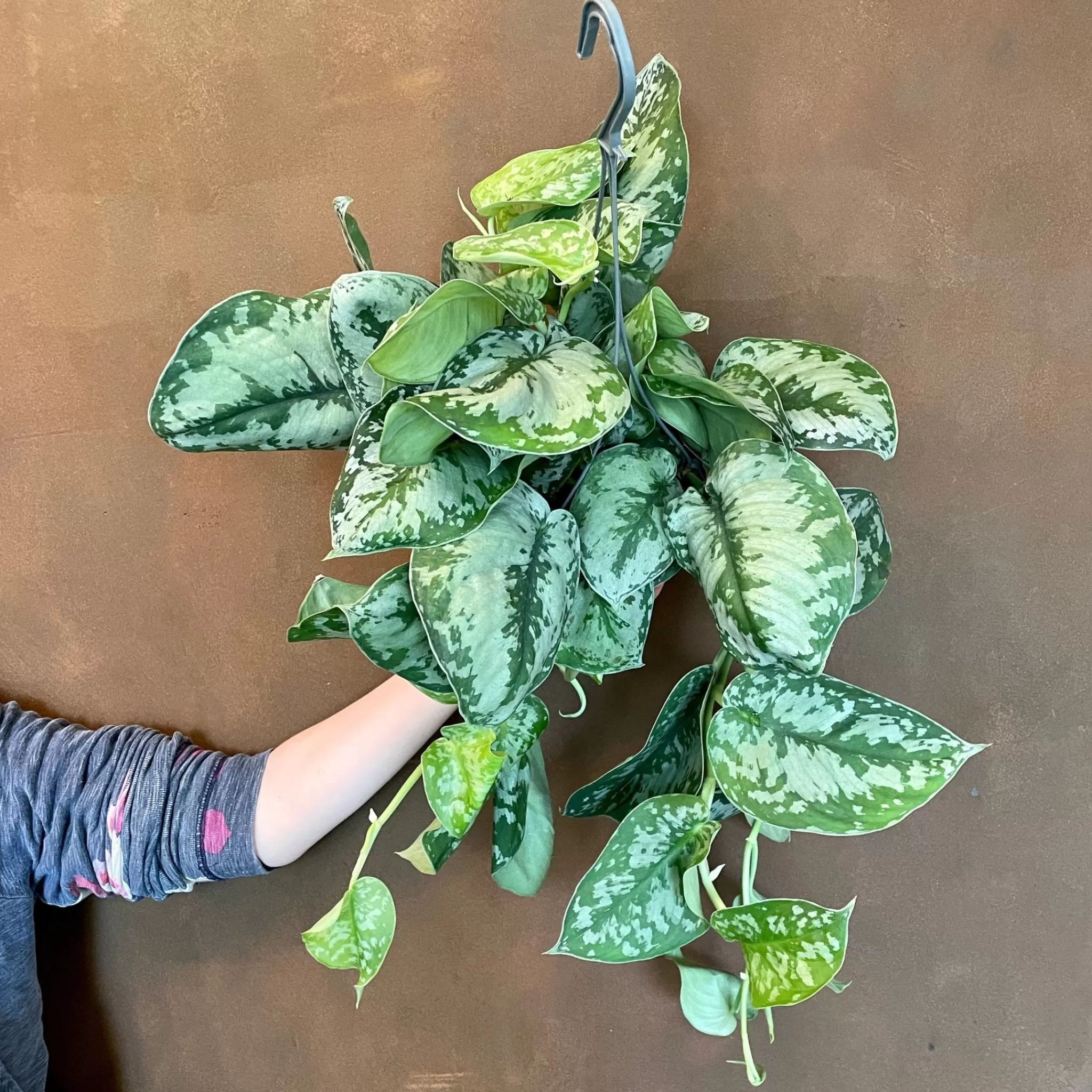 grow urban Scindapsus ‘Trebie’ (15cm Hangpot)- Pothos