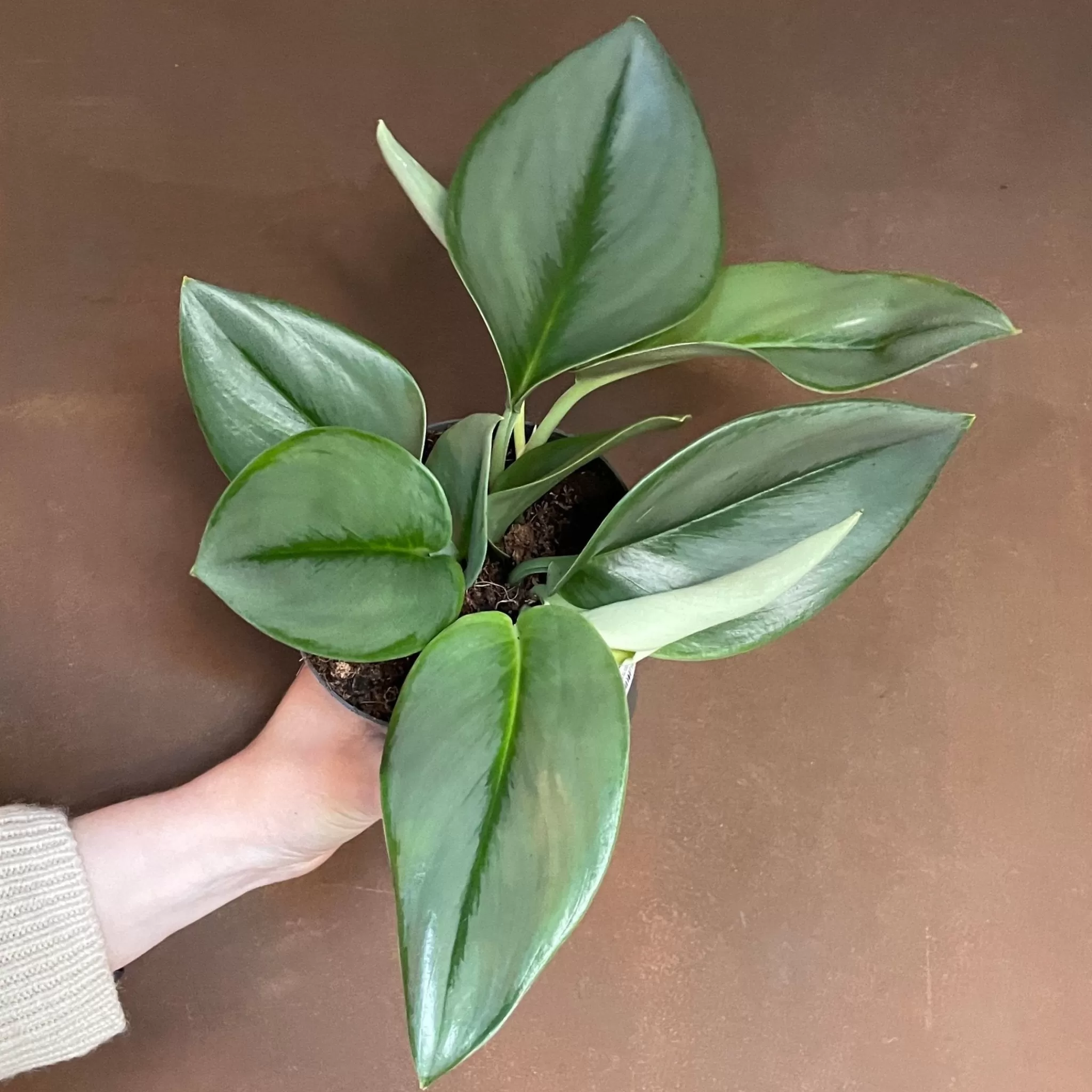 grow urban Scindapsus ‘Treubii’- Pothos