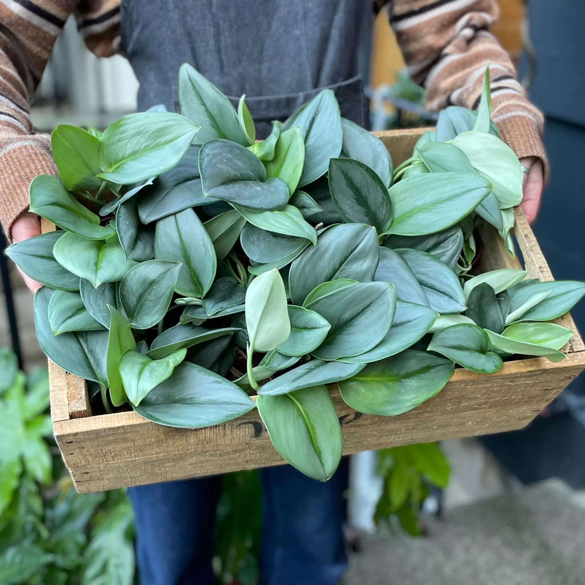 grow urban Scindapsus ‘Treubii’- Pothos