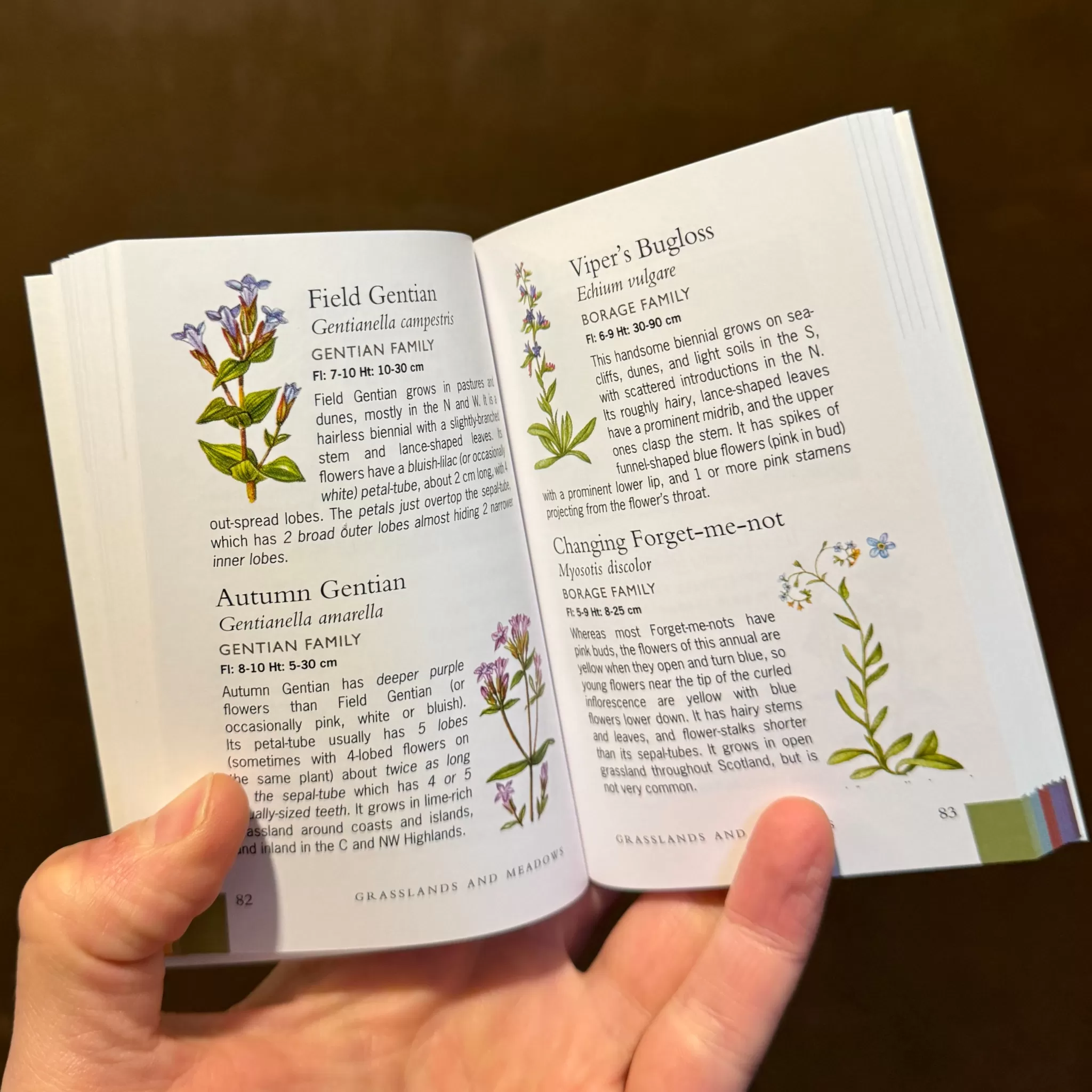grow urban Scottish Wild Flowers (A Mini Guide)- Books