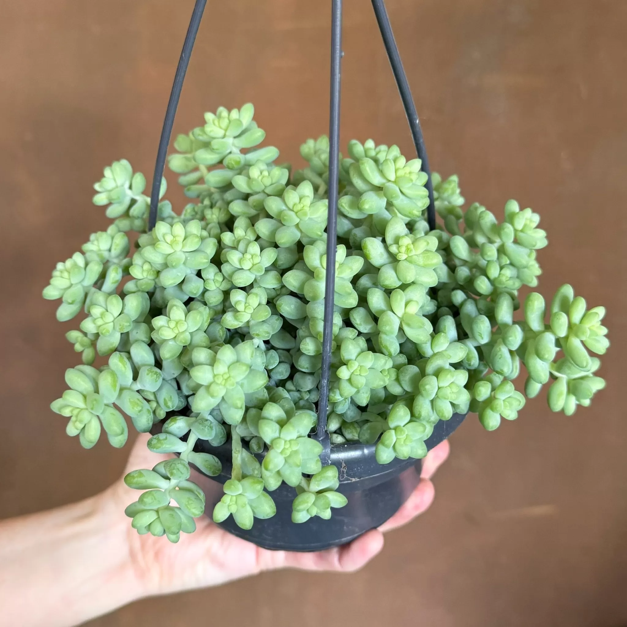 grow urban Sedum ‘Burrito’ (hangpot)- Trailing & Hanging Plants | Succulents & Cacti